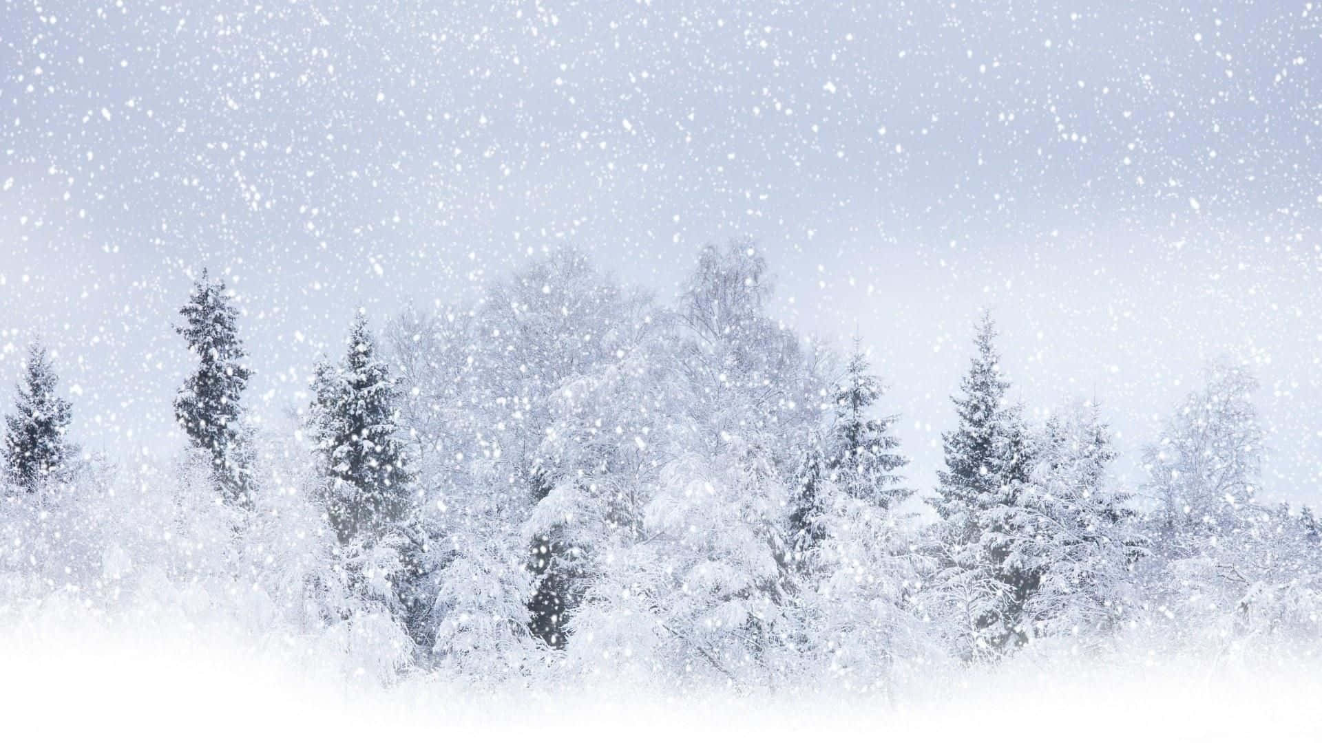 Snowfall White Pine Trees Background