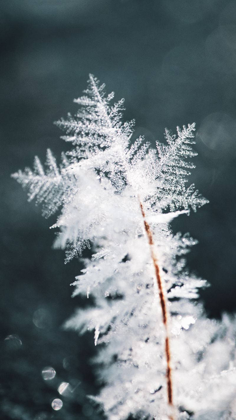 Snowflake Winter Iphone Background