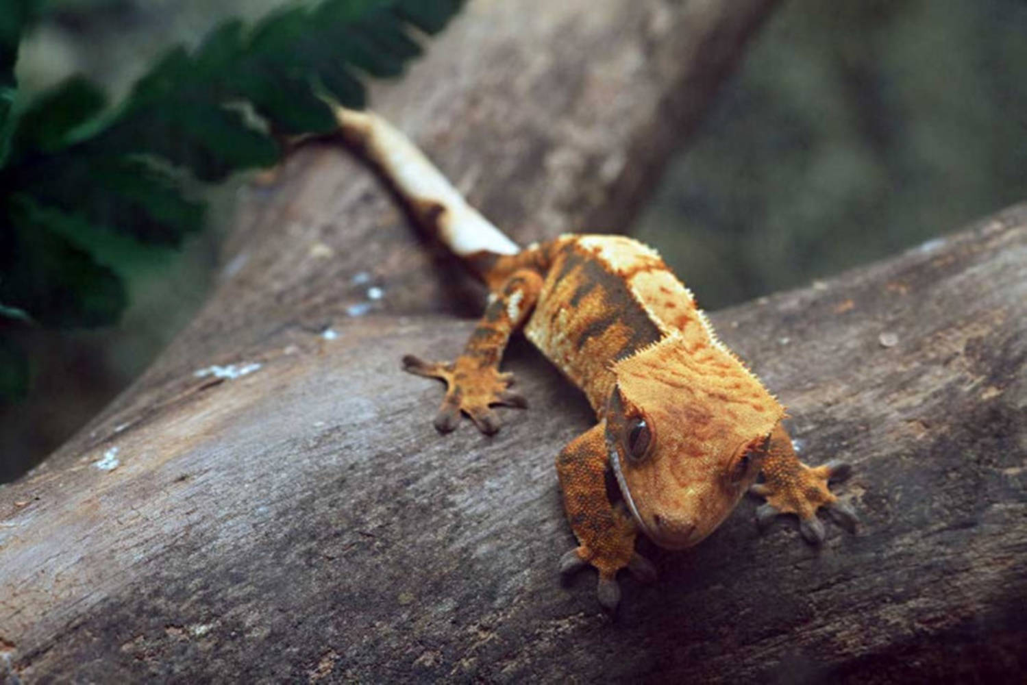 Snowporing Crested Gecko On Tree Branch