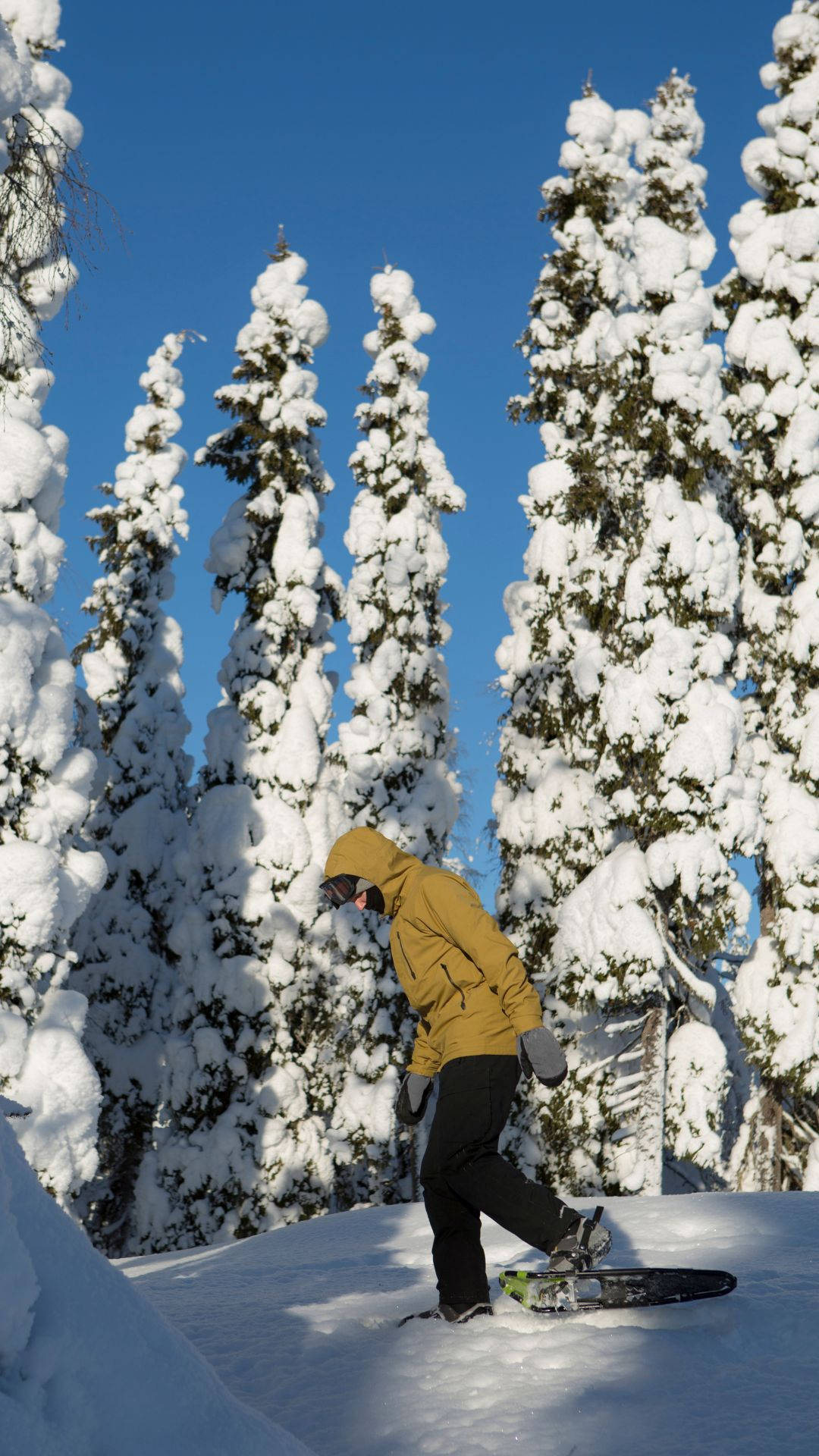 Snowshoeing Pine Trees Background