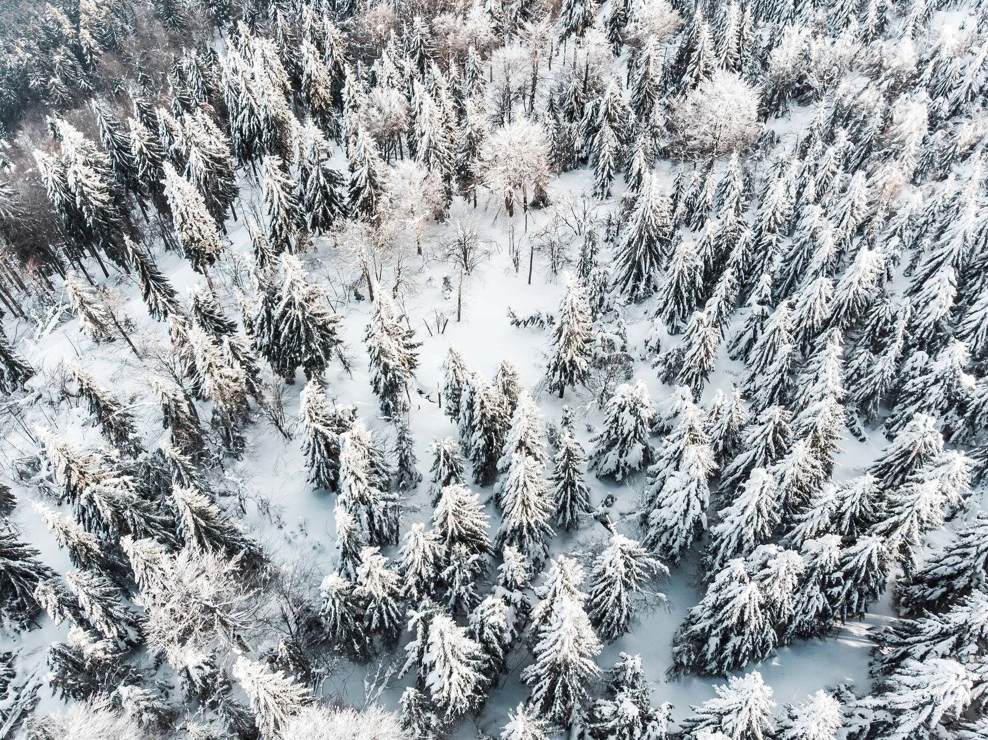 Snowy Aerial Shot Of Nordic Forest Background