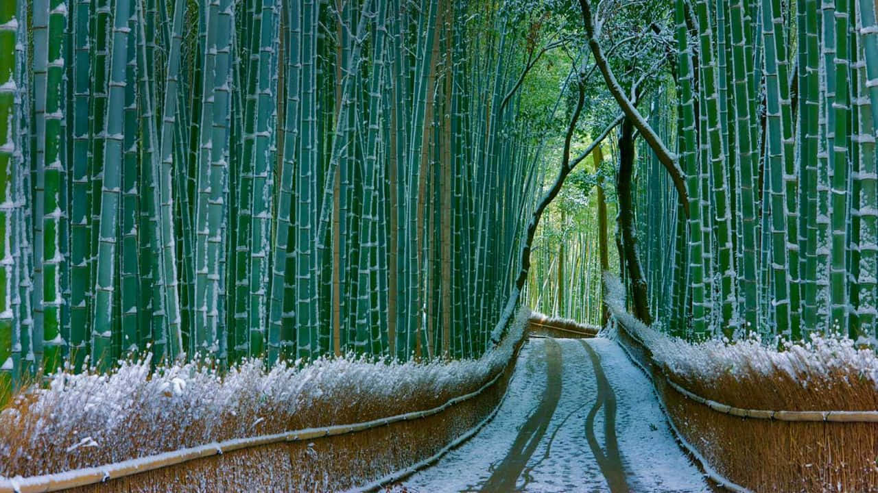 Snowy_ Bamboo_ Forest_ Path_ H D Background