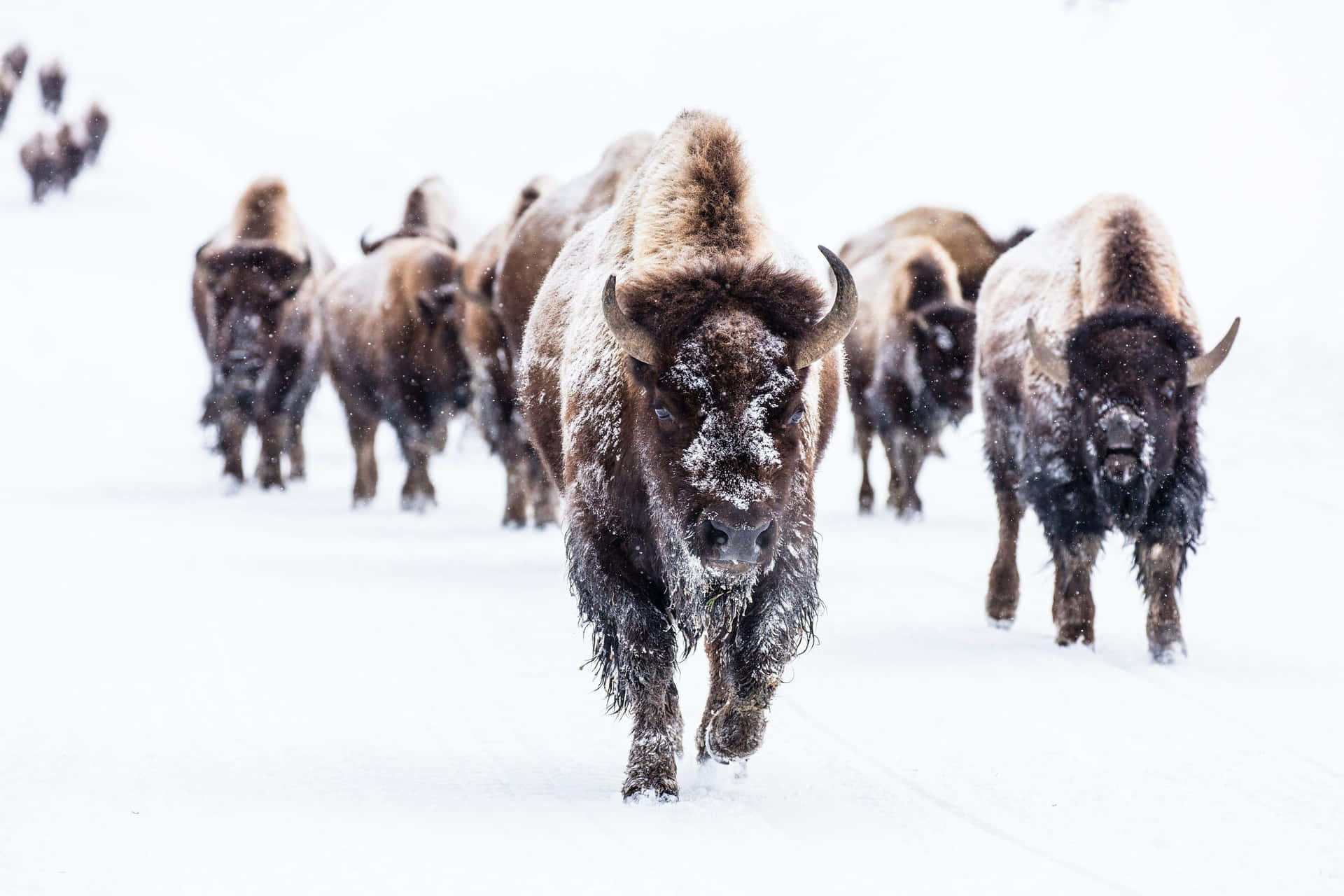 Snowy_ Bison_ Herd_ Advancing.jpg Background