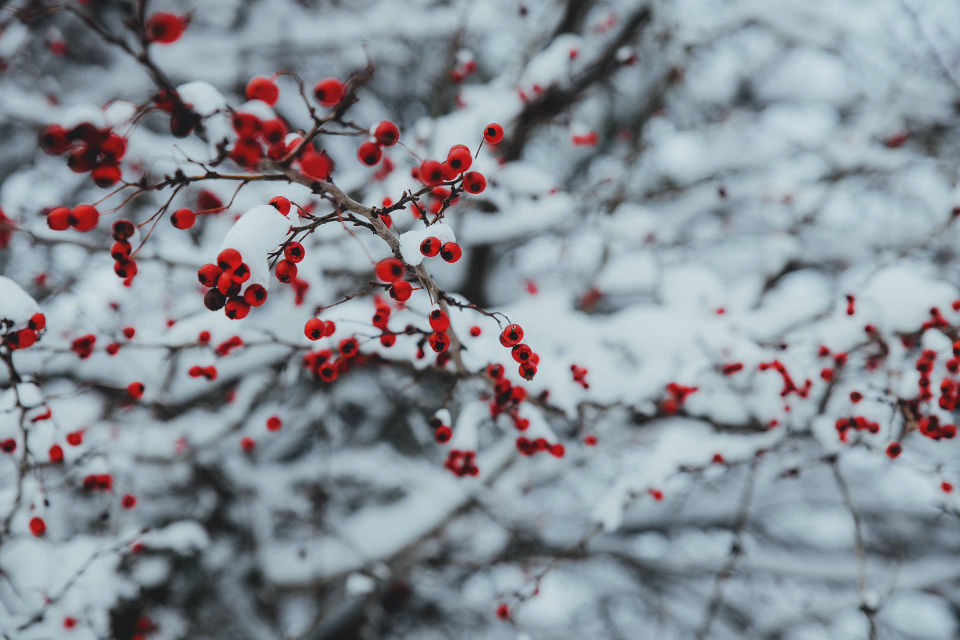 Snowy Christmas Berries Background