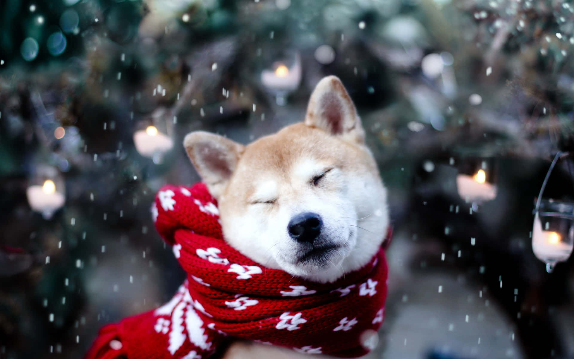 Snowy Christmas Dog Shiba