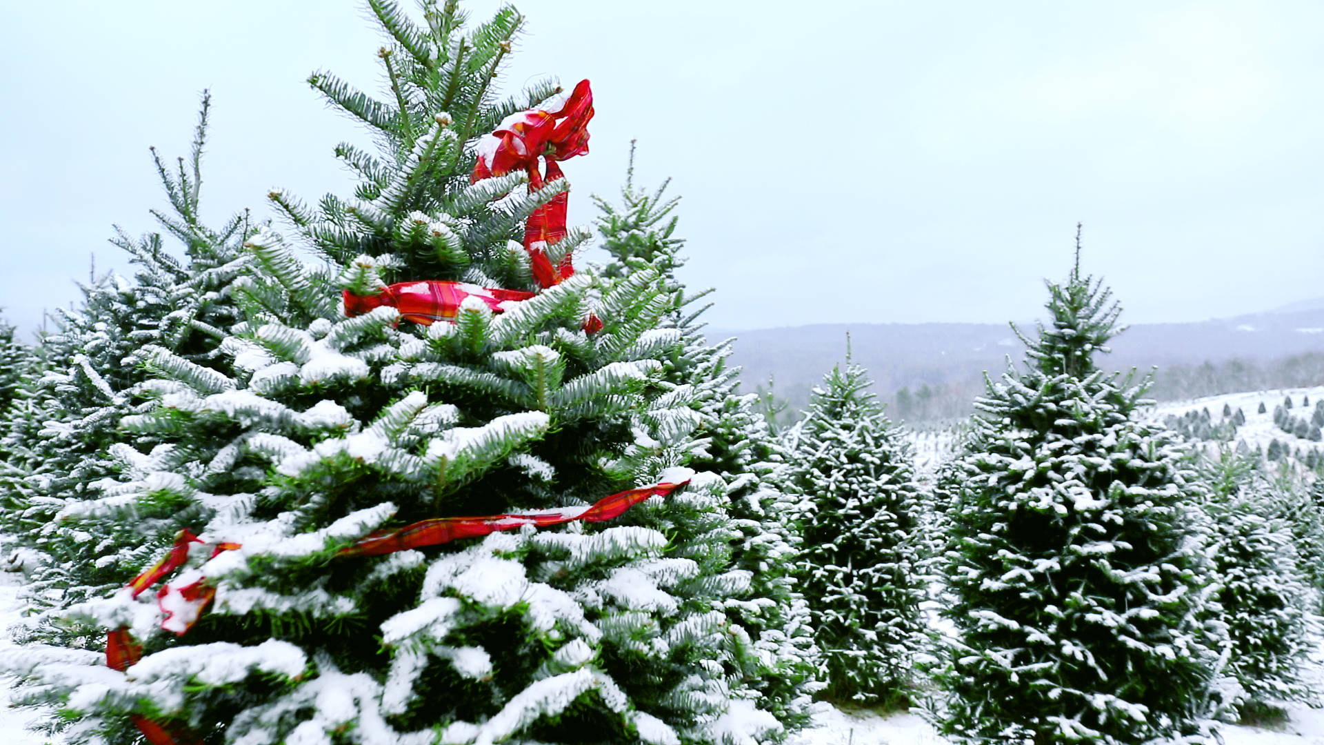 Snowy Christmas Ribbon Background