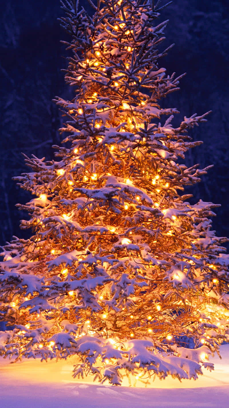 Snowy Christmas Tree Illuminated Night Background