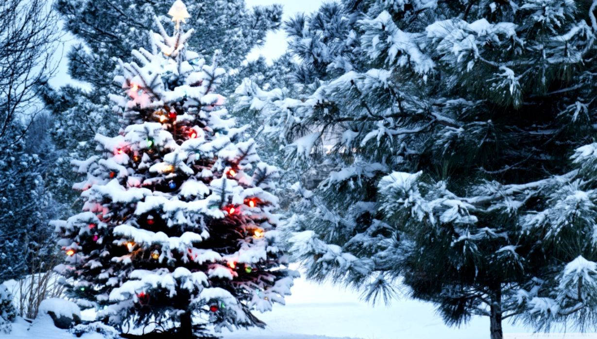 Snowy Christmas Tree On Forest Background
