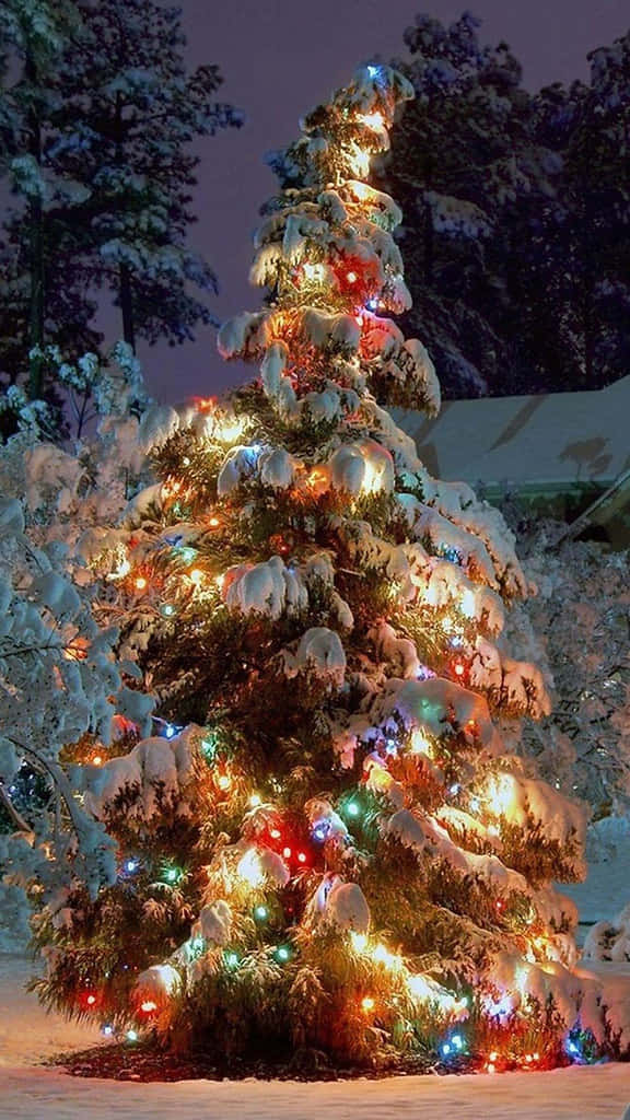 Snowy Christmas Treewith Lights Background