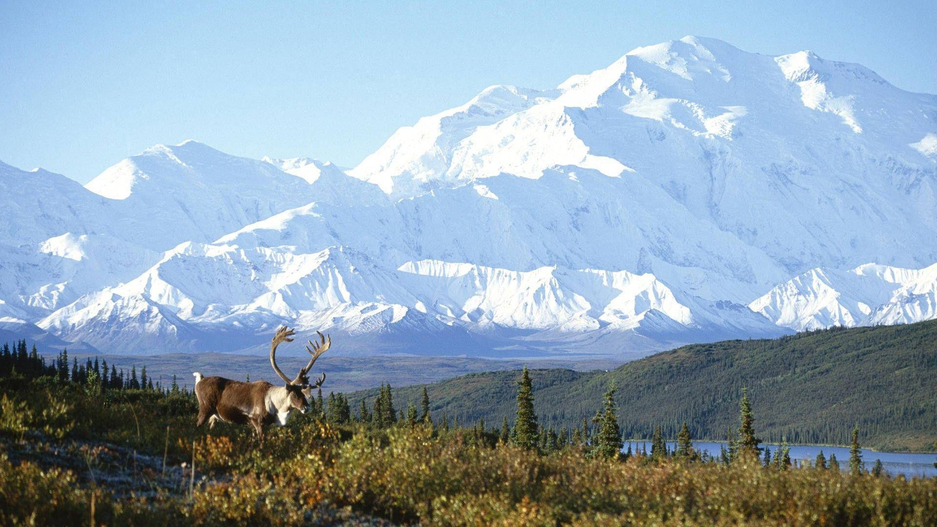 Snowy Denali With Moose Background