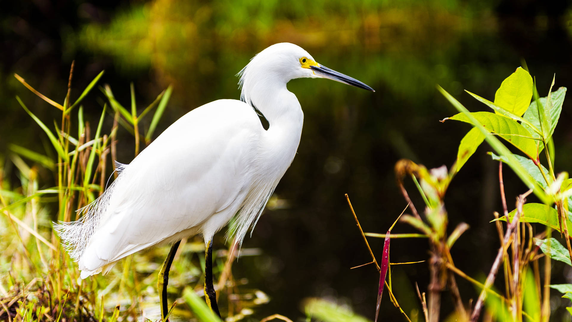 Snowy Egret Everglades National Park Background