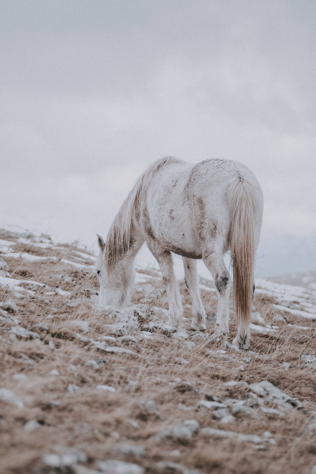 Snowy Field Horse Iphone