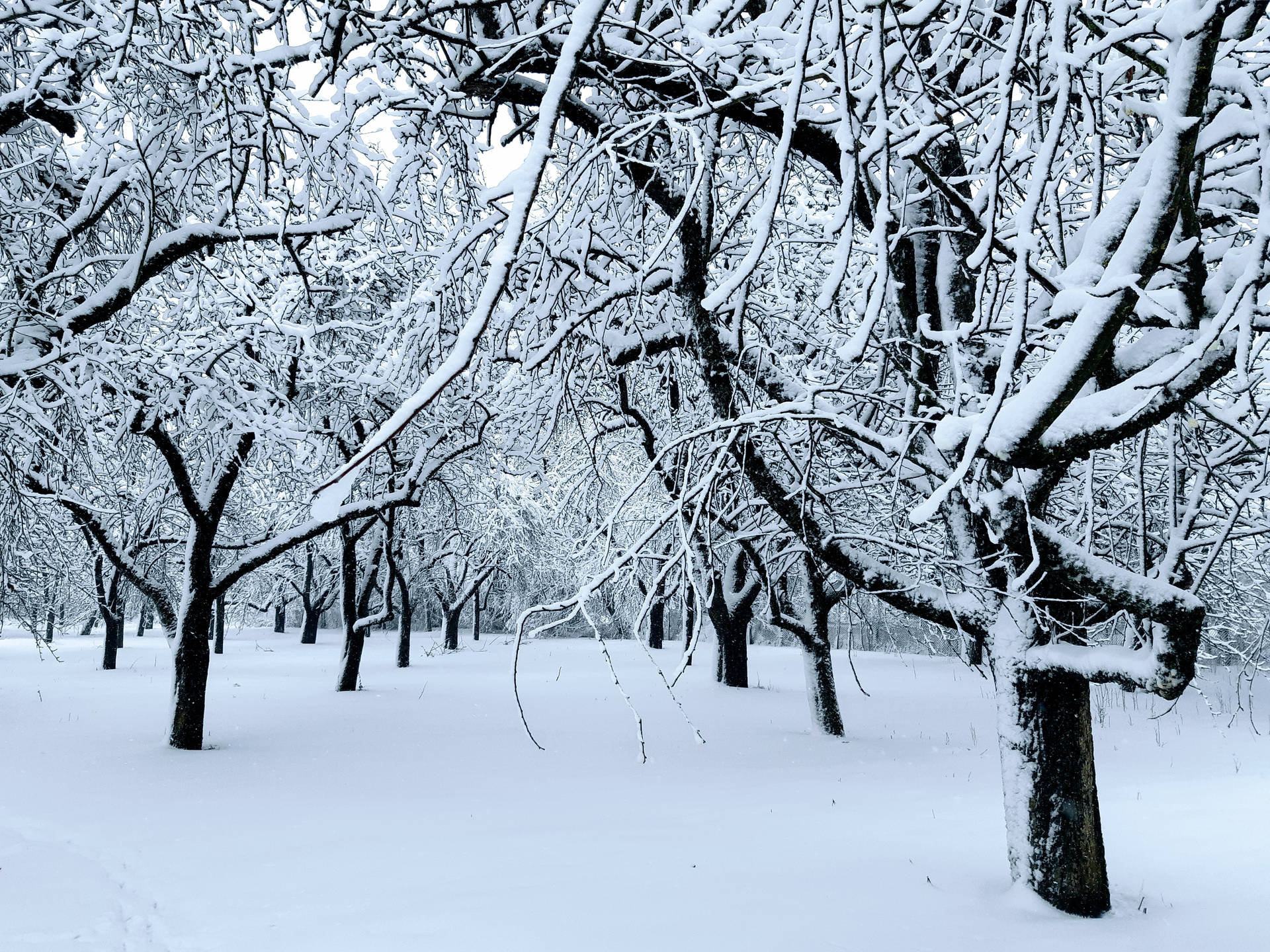 Snowy Forest Trees In Lithuania