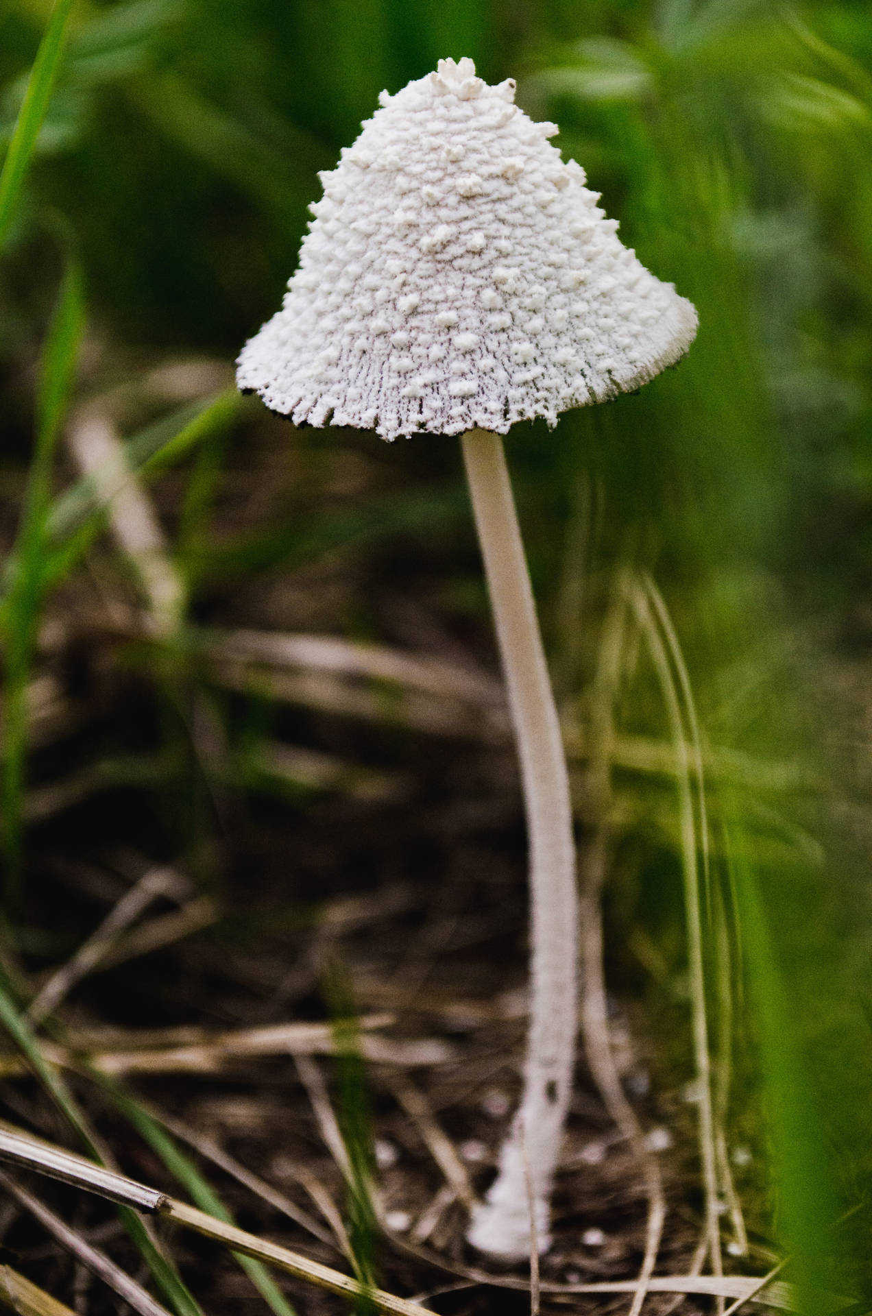 Snowy Inkcap Mushroom Aesthetic Background