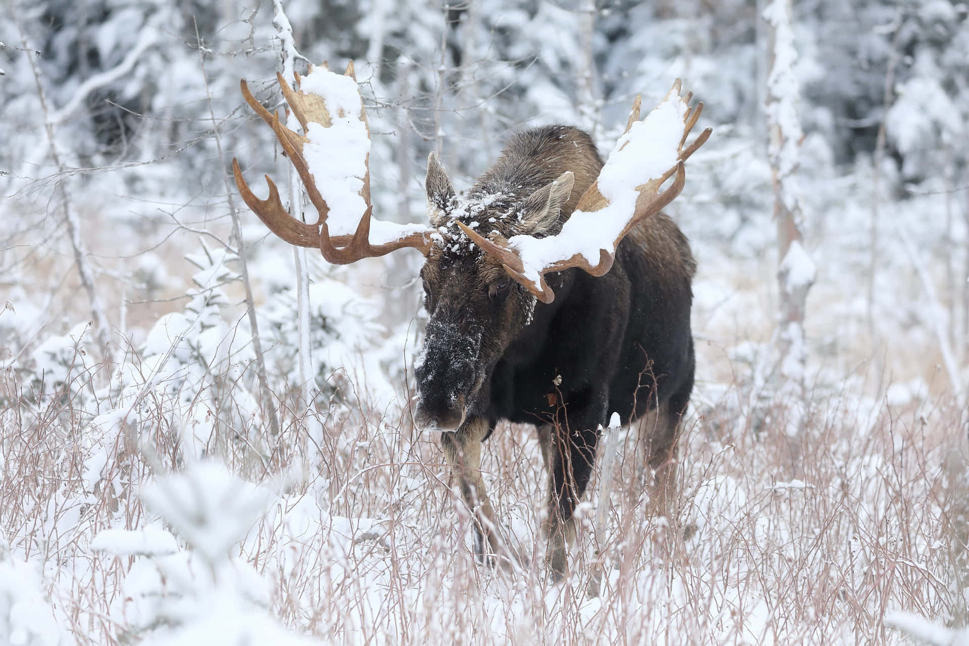 Snowy Moosein Winter Woods.jpg Background