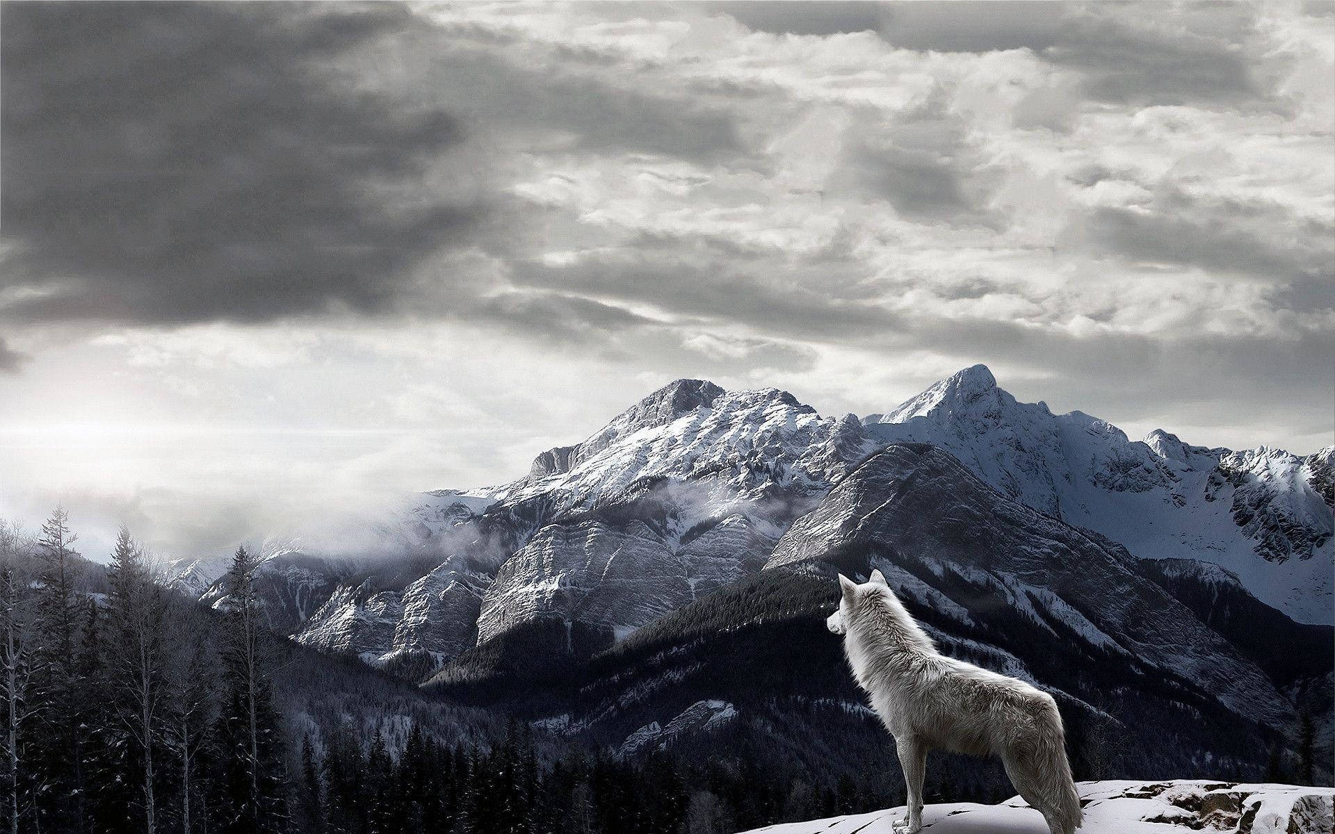 Snowy Mountain And Wolf 1080p Hd Desktop Background