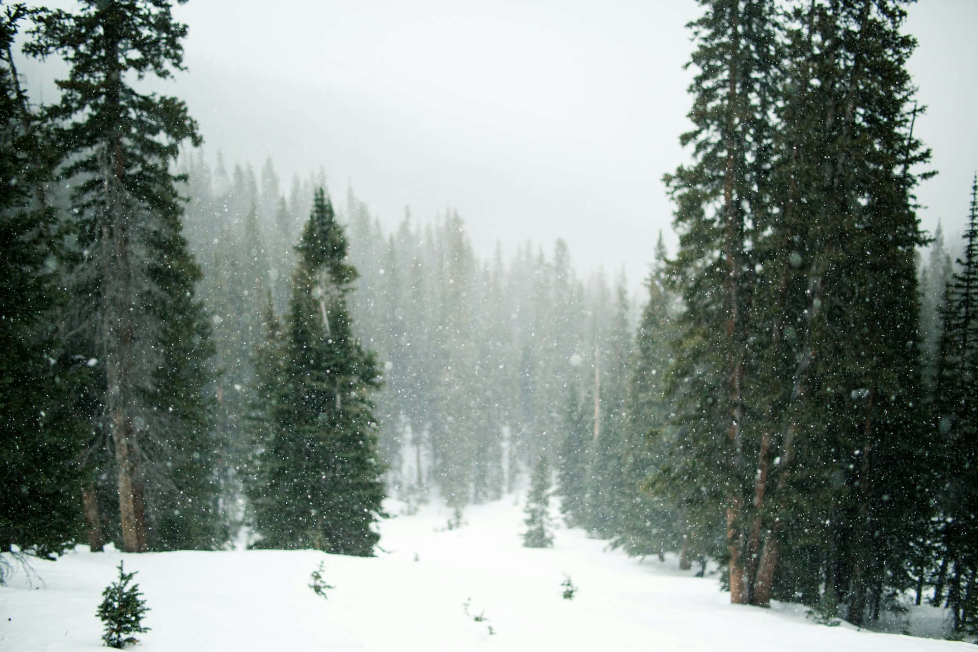 Snowy_ Pine_ Forest_ Serenity.jpg Background