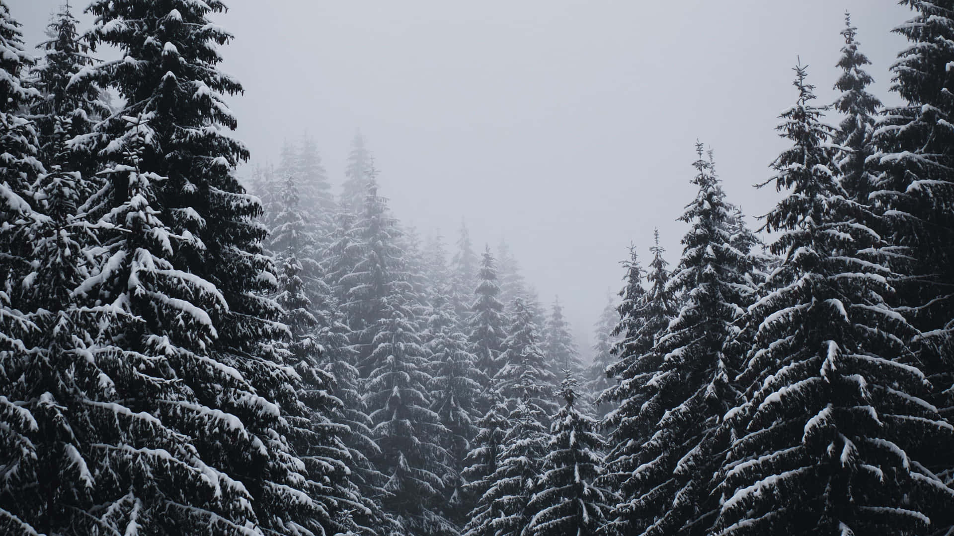 Snowy_ Pine_ Forest_ Winter_ Scene_4 K Background