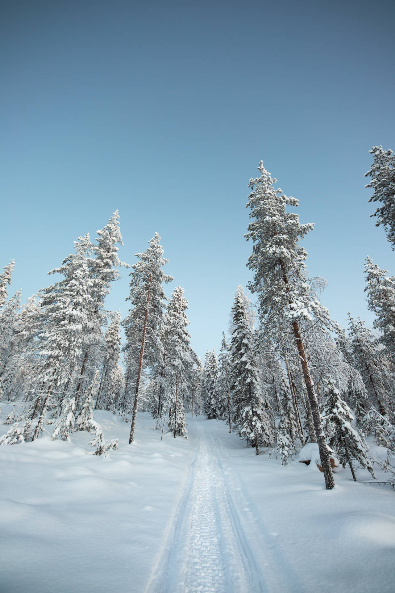 Snowy Pine Trees In Nordic Forest Background