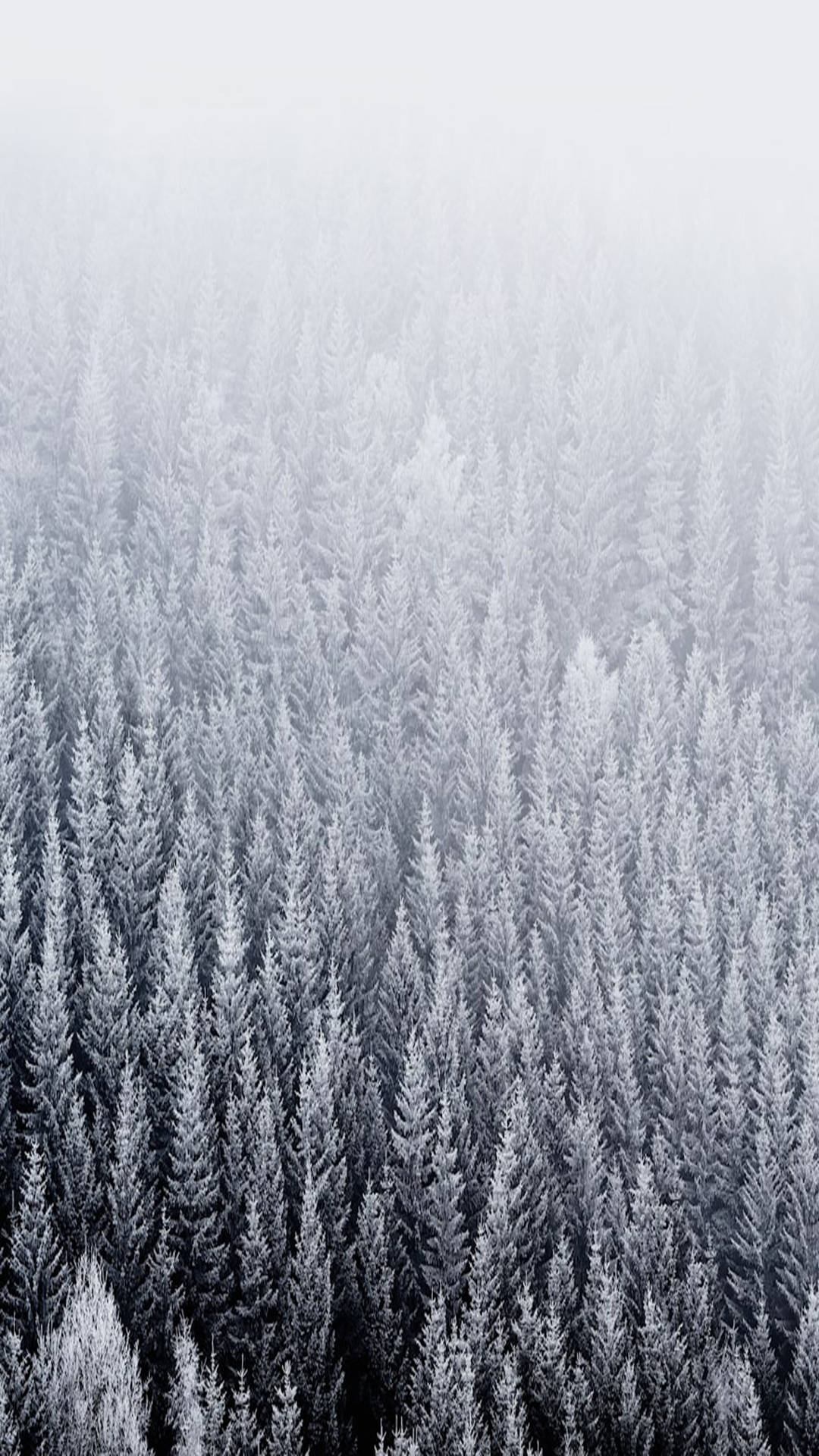 Snowy Pine Trees Ios Default