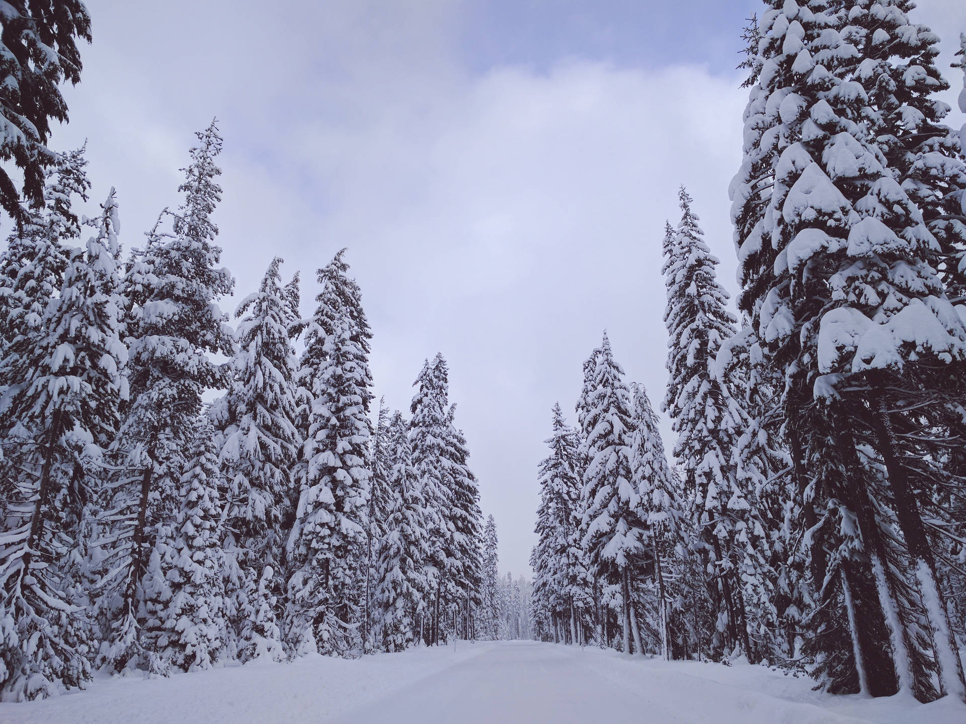 Snowy Pine Trees Path Background