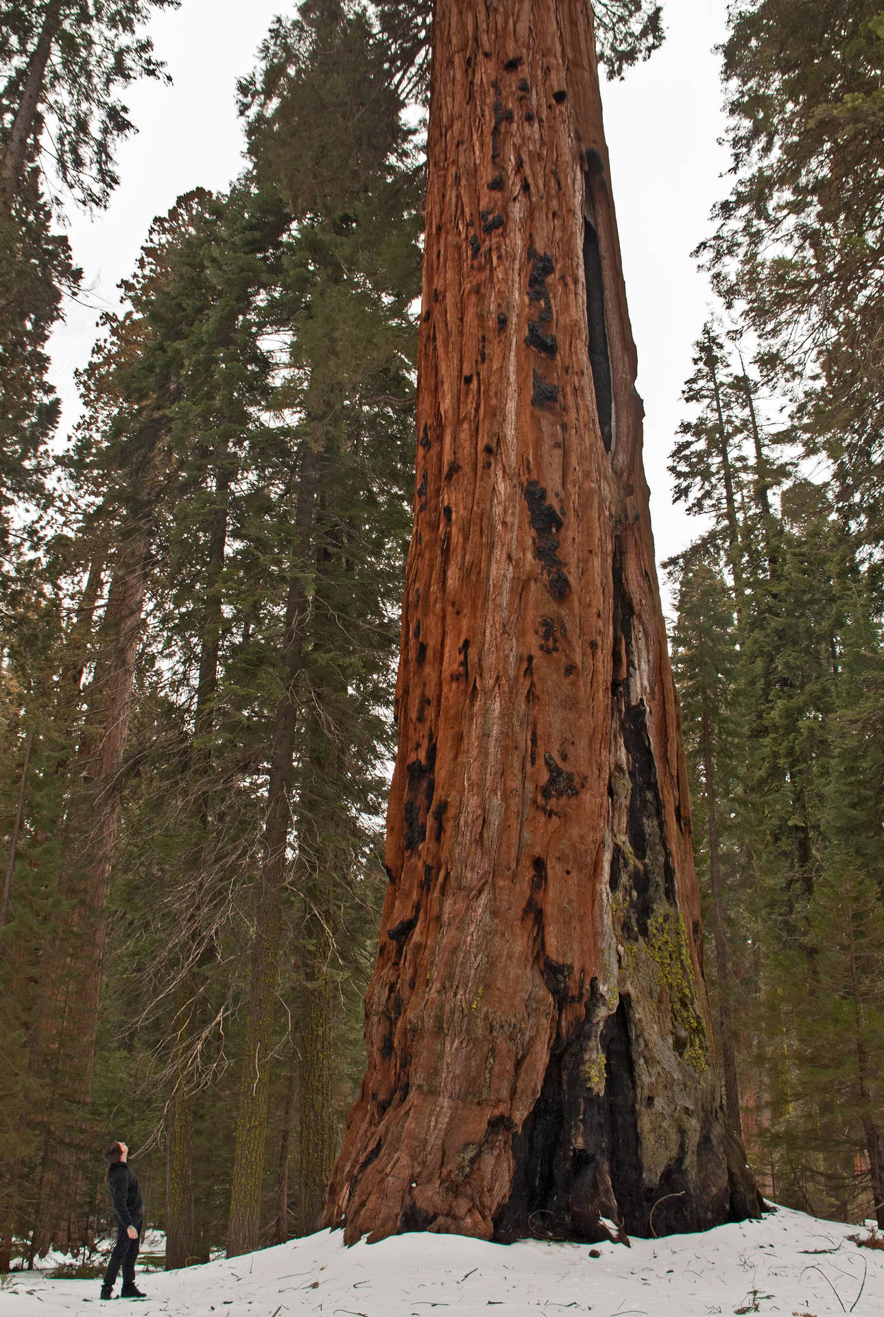 Snowy Sequoia National Park Background