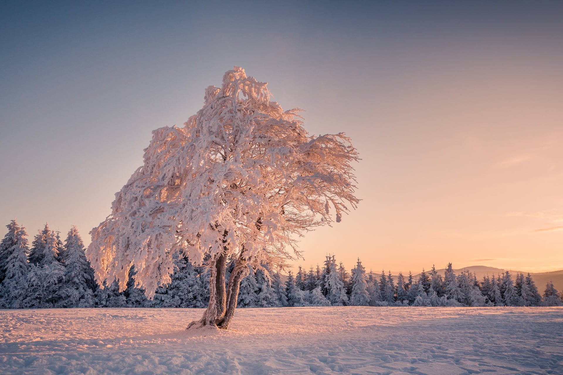 Snowy Tree Hotmail Background