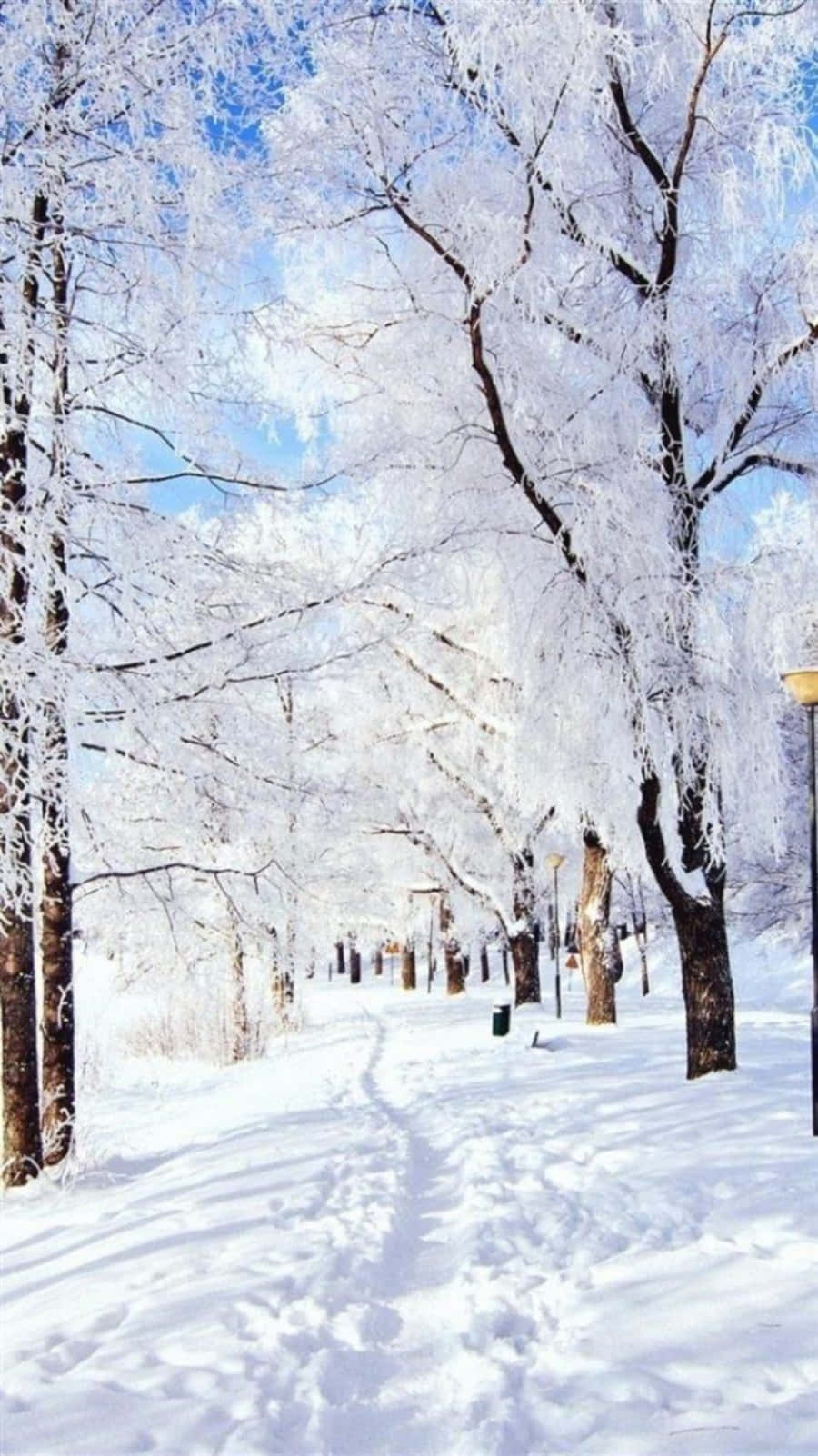 Snowy Trees And Mountain View At Winter