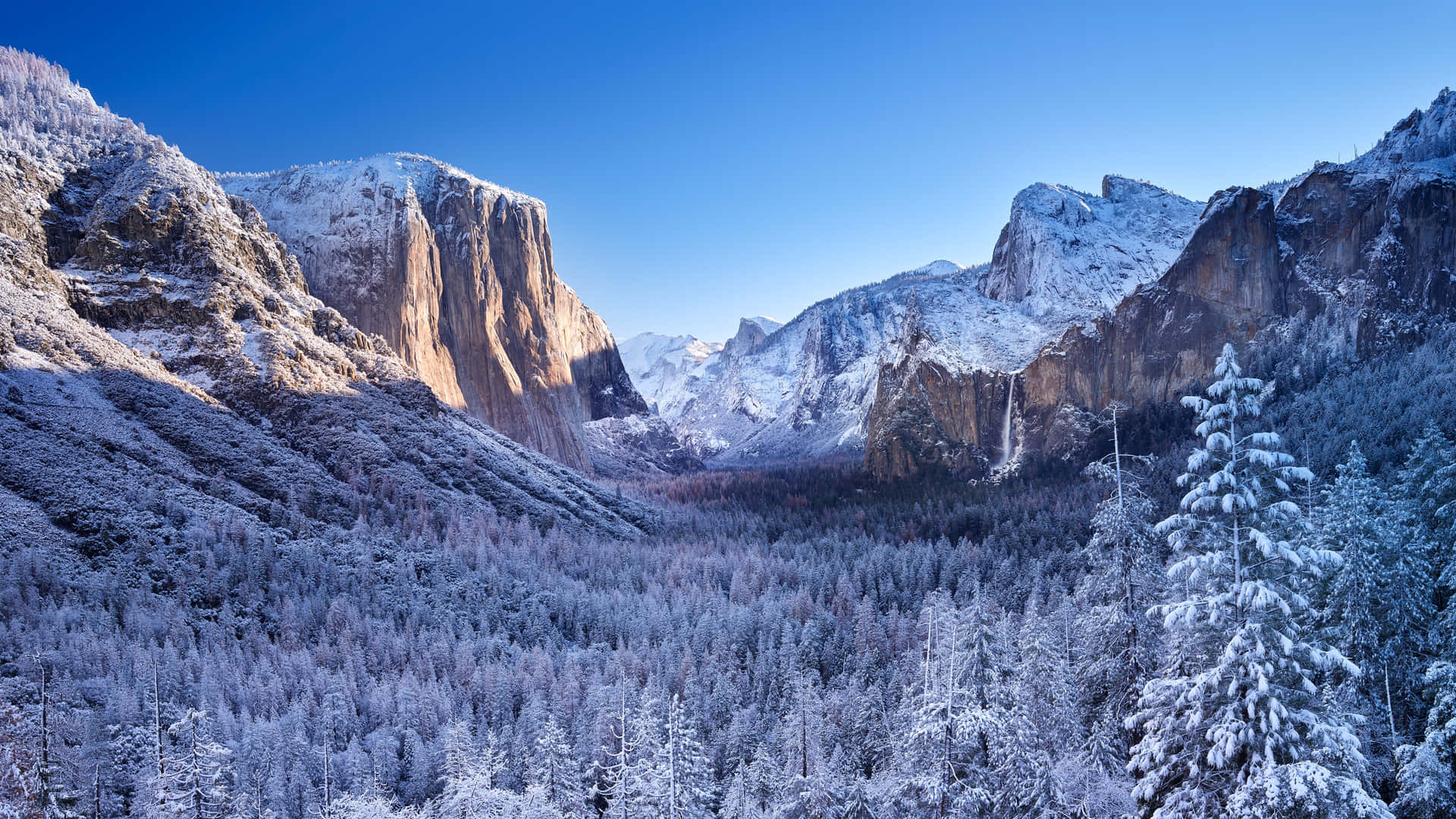 Snowy Trees In A Winter Landscape Background