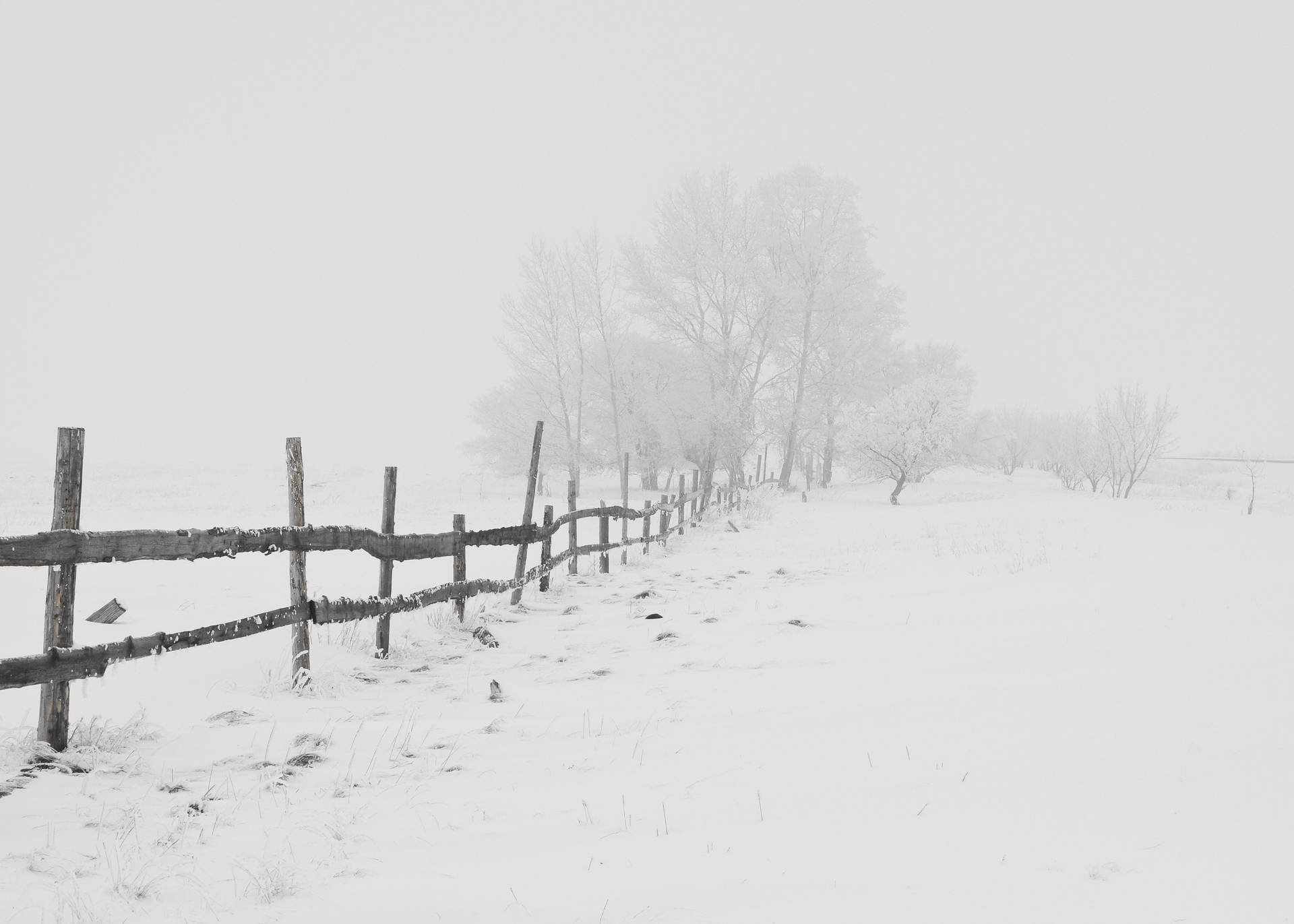 Snowy White Background Background