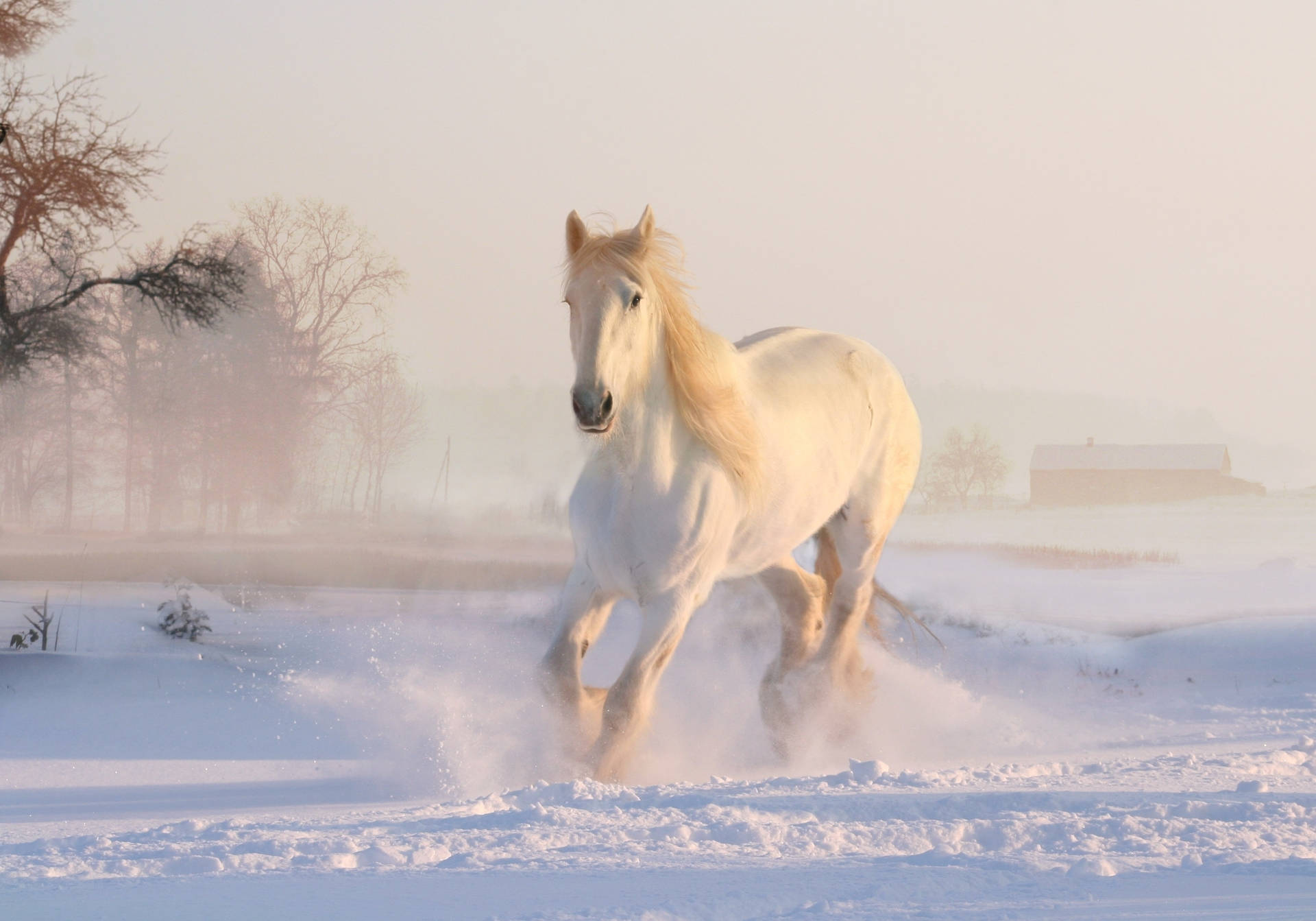 Snowy White Running Horse Background