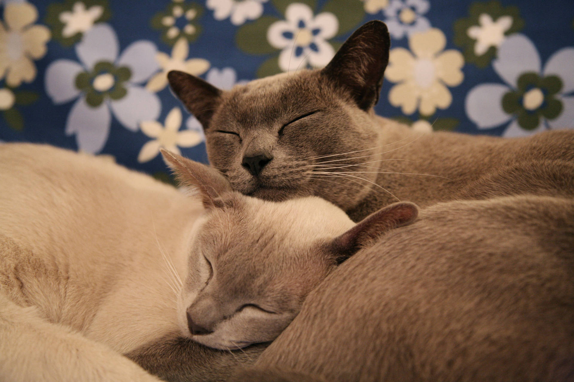 Snuggling Grey Cats Background