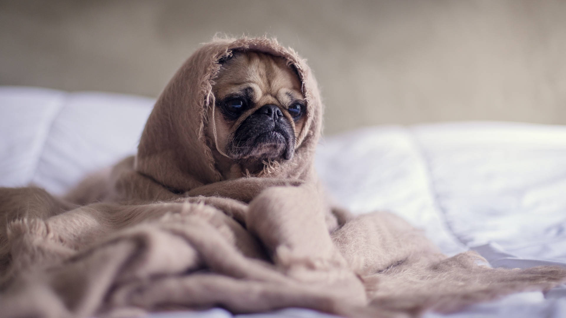 Snuggly Pug Cute Aesthetic Pc Background