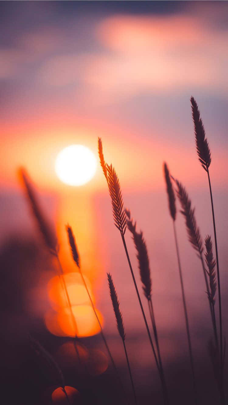 Soak In The Beautiful Sunshine. Background