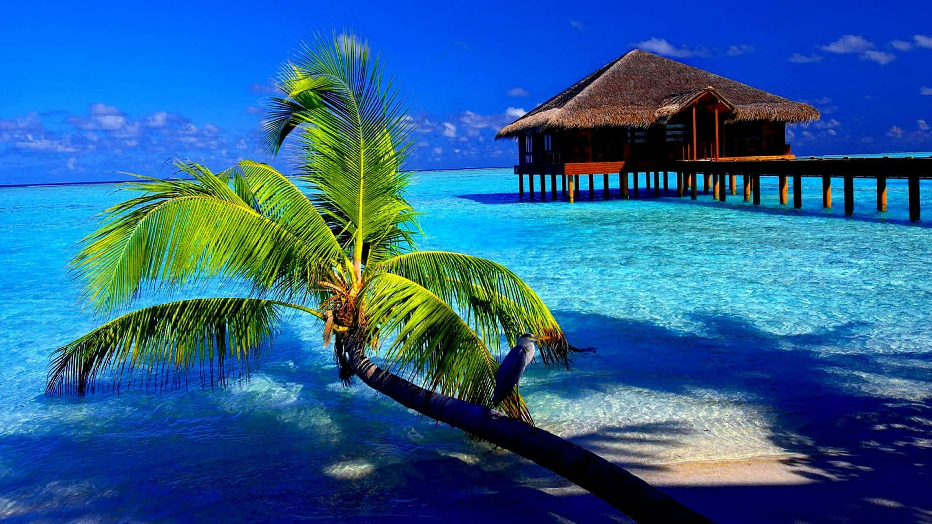 Soak In The Sun And Beauty Of A Tropical Island Paradise. Background