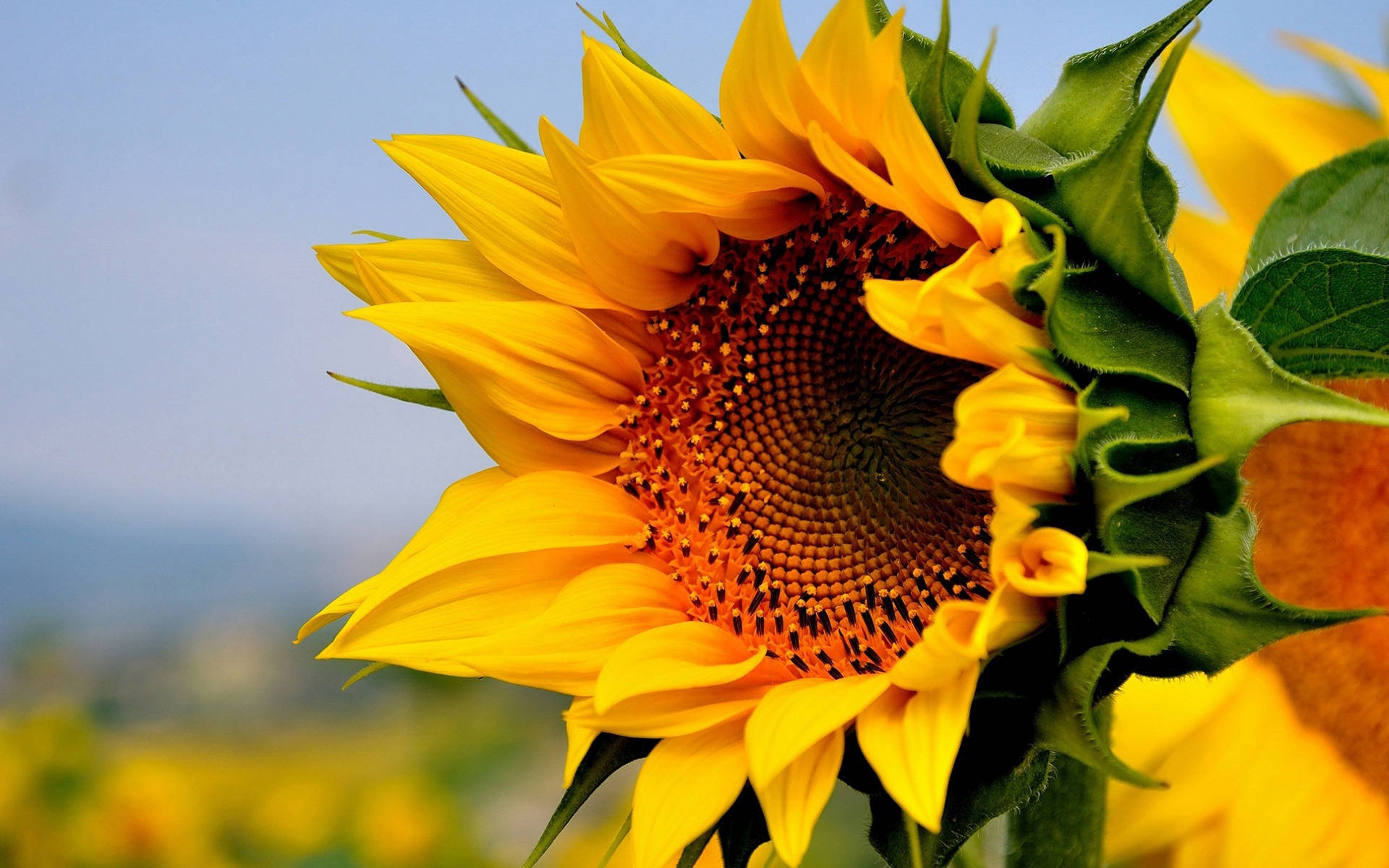 Soak In The Sunflower Visual Delight On Your Desktop Background