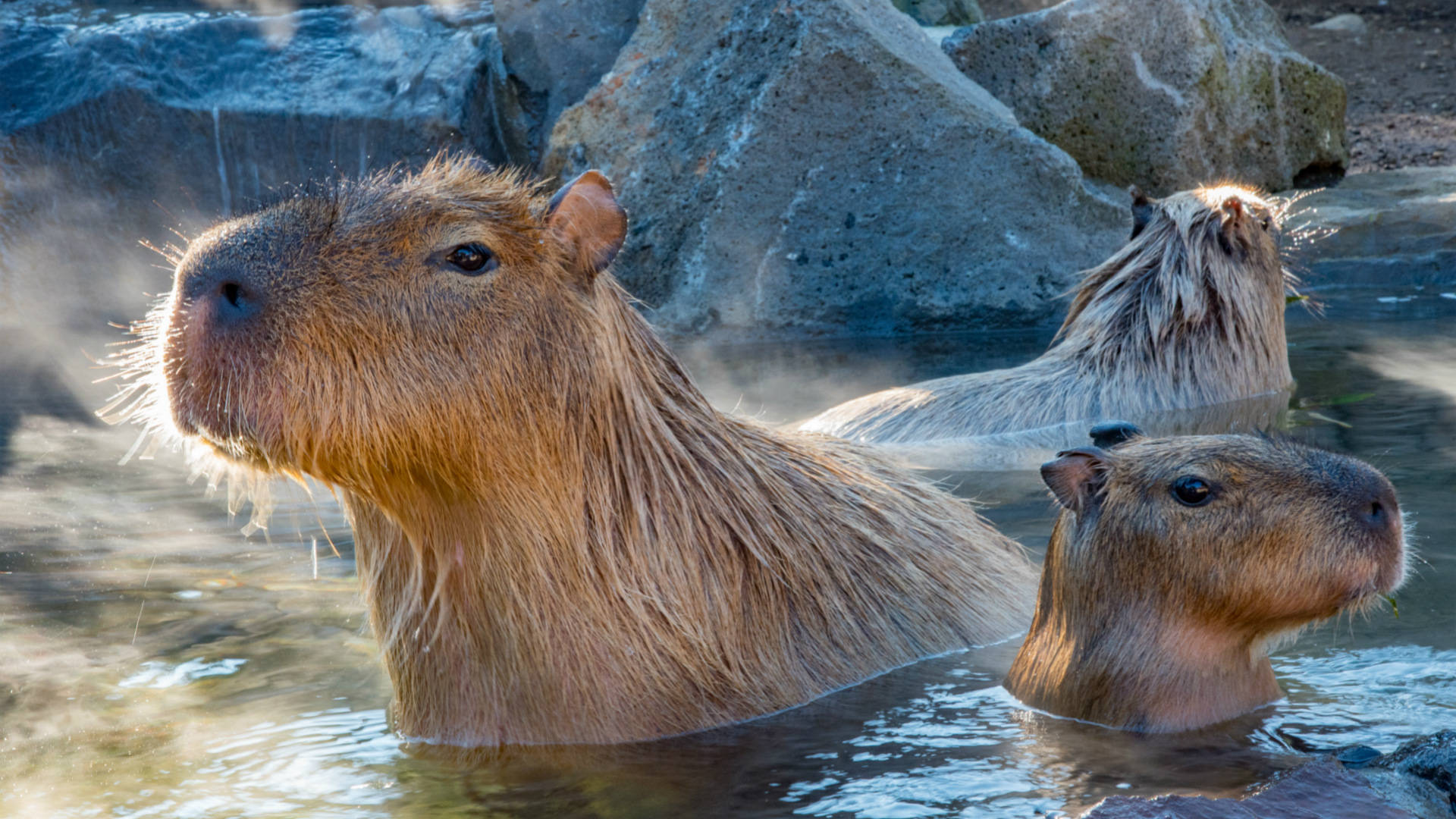 Soaked Capybara In The Water Background