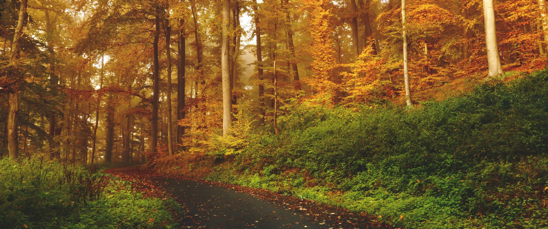 Soaking Up The Last Of Autumn's Sunshine Background