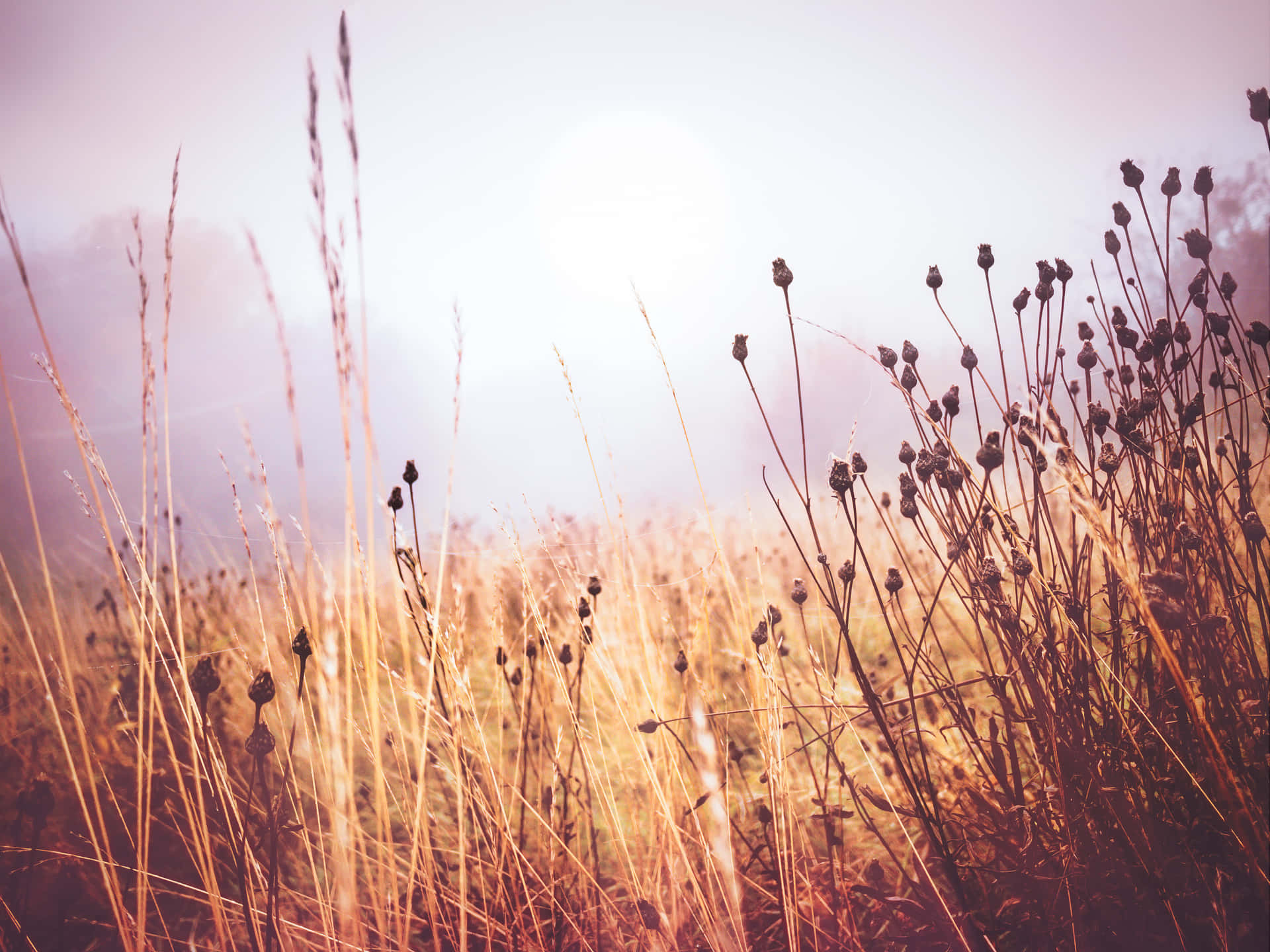 Soaking Up The Last Of Summer's Rays Background