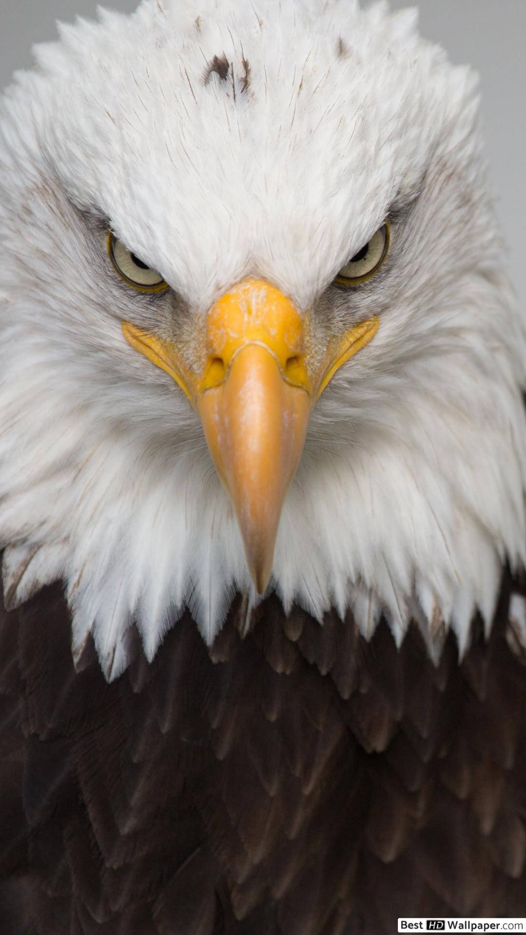 Soaring American Pride On Iphone Display Background