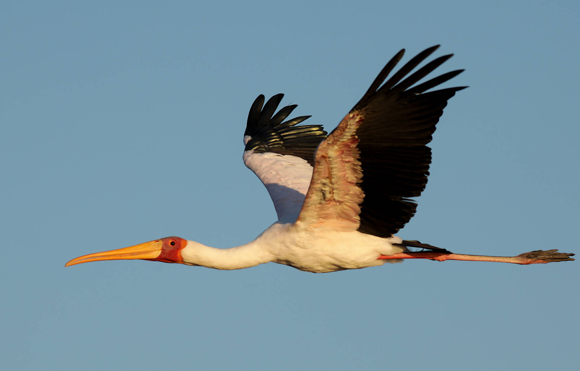 Soaring Crane Bird Background
