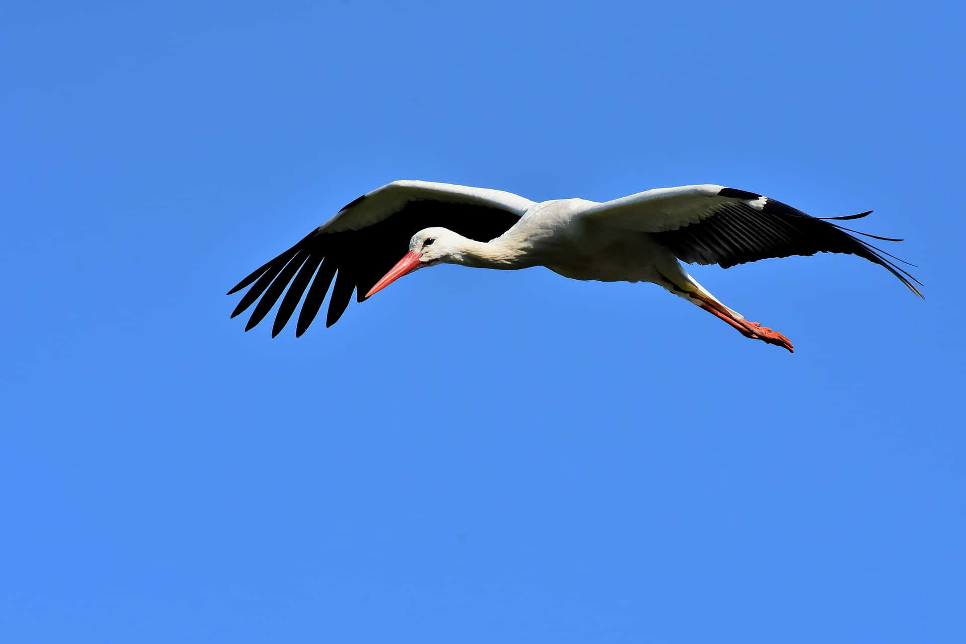 Soaring_ White_ Stork_ Clear_ Sky Background