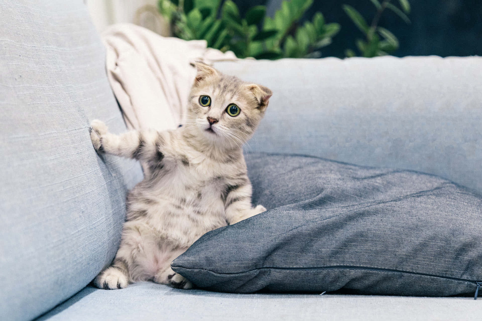 Sofa Cute Cat Pfp Background