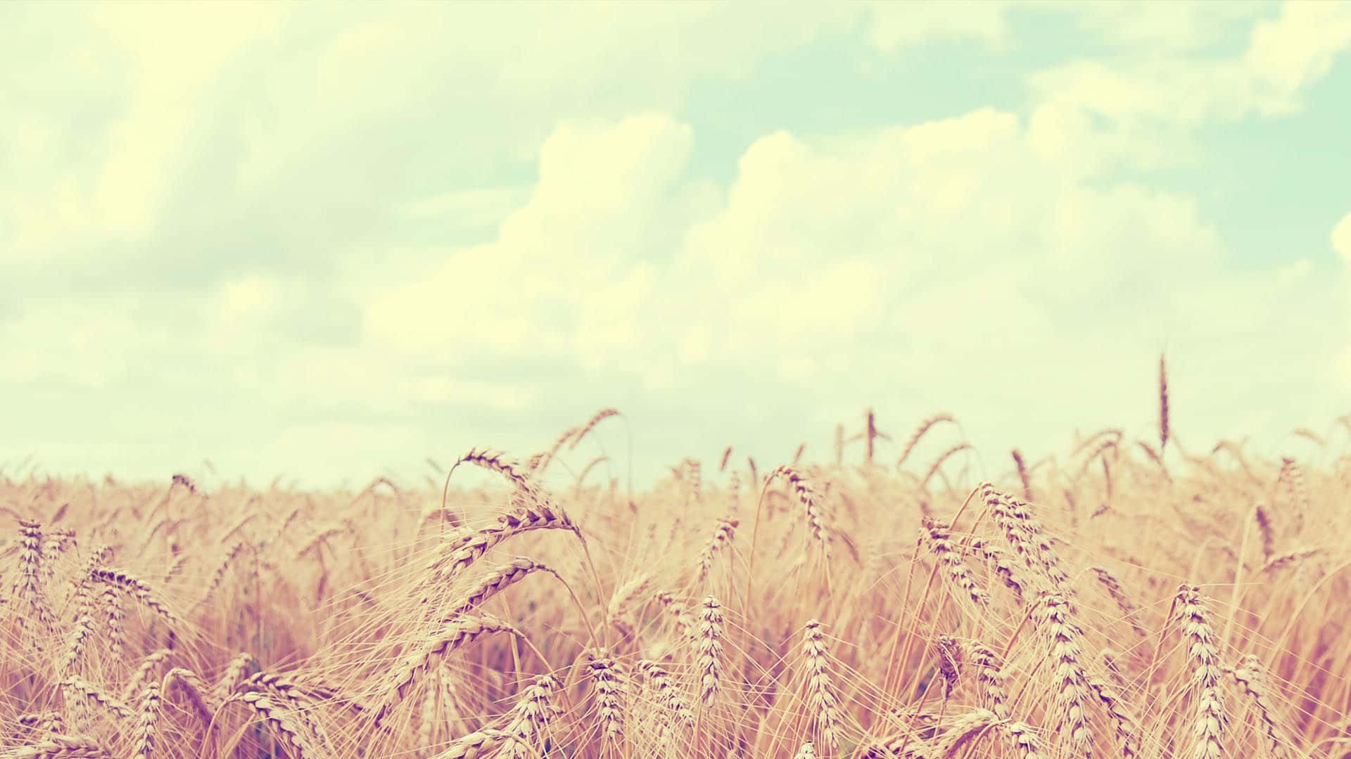 Soft Aesthetic Wheat Field Computer Background