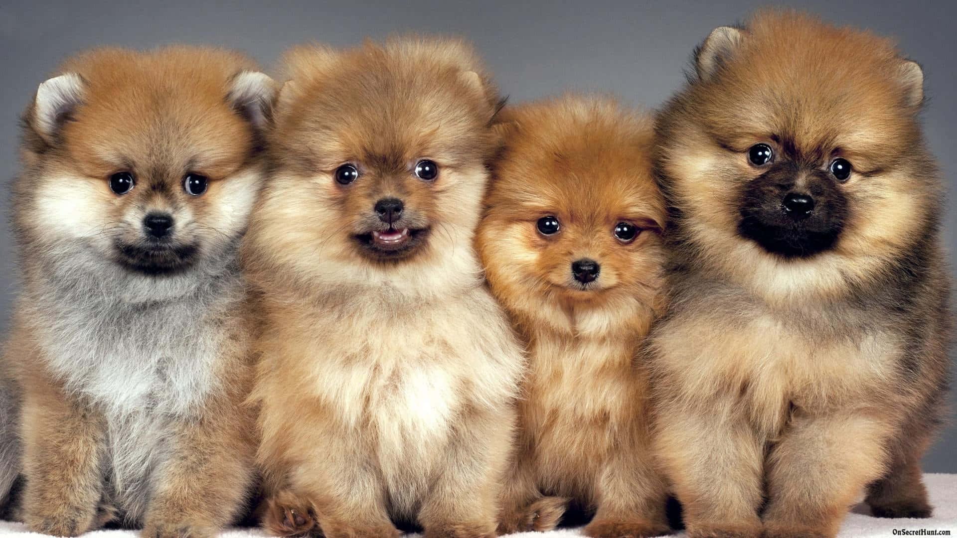 Soft And Furry Fluffy Puppy Background