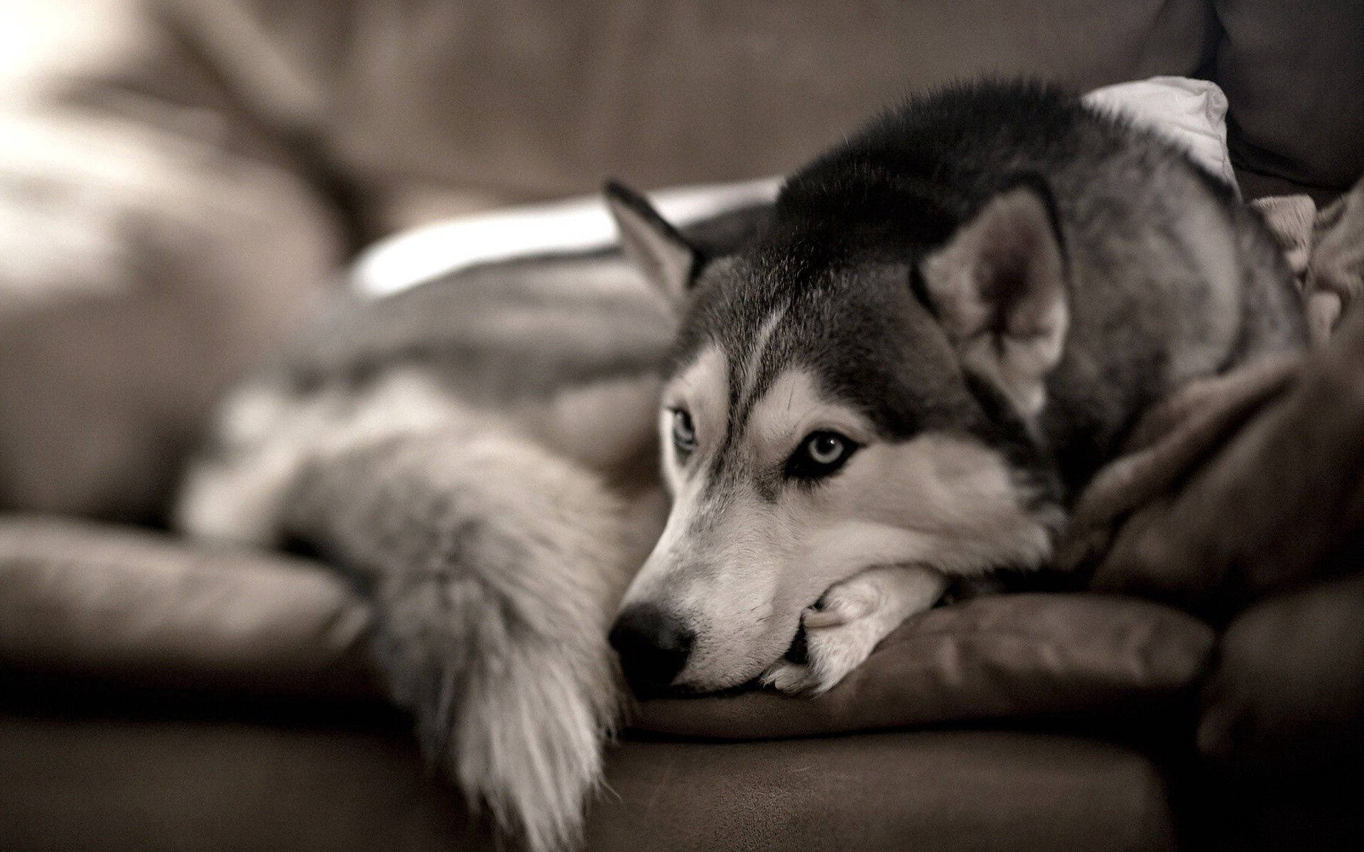 Soft And Fuzzy Husky Comfortably Relaxing On The Couch Background