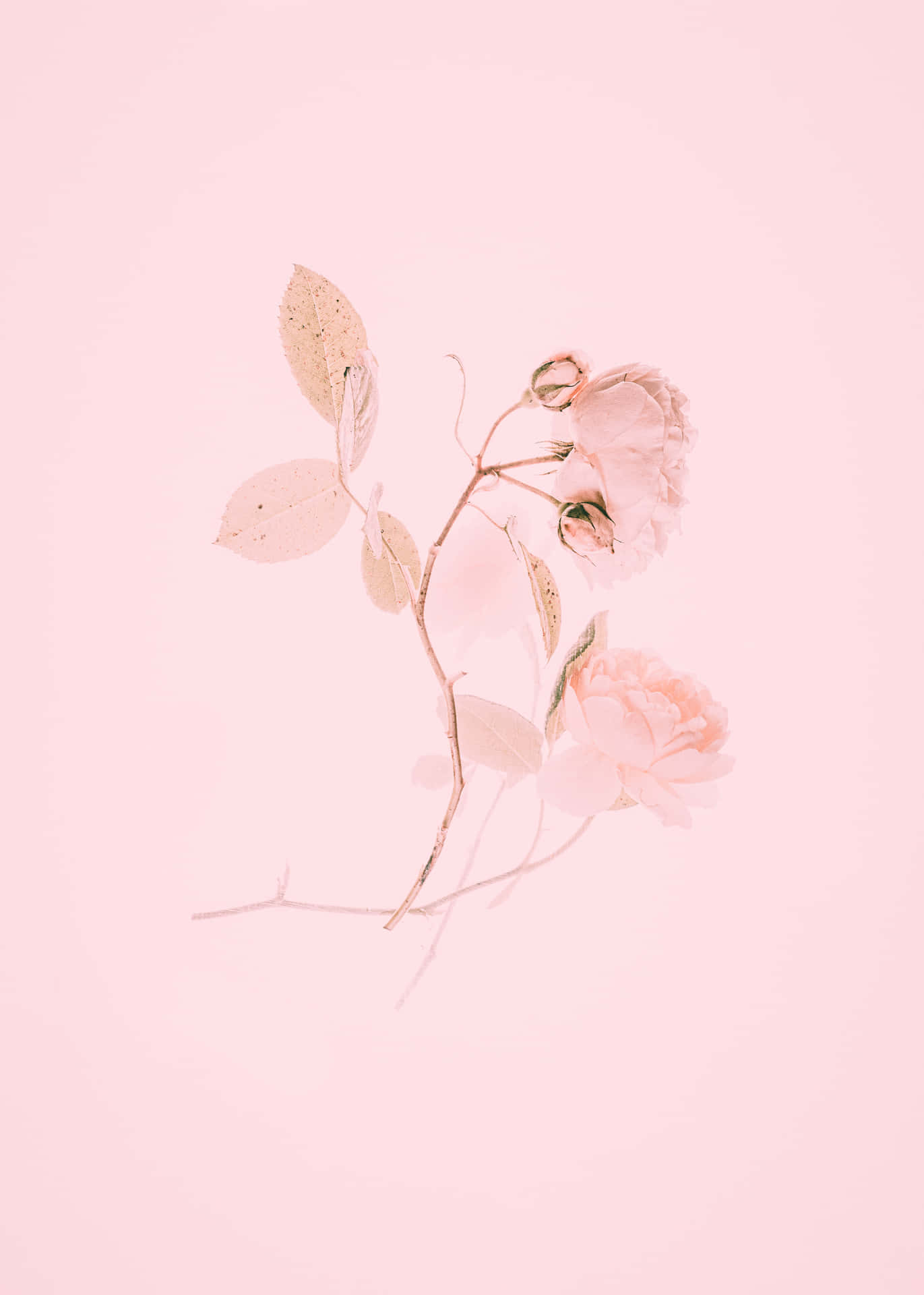 Soft And Light, Aesthetic Baby Pink Is The Perfect Pastel Hue. Background