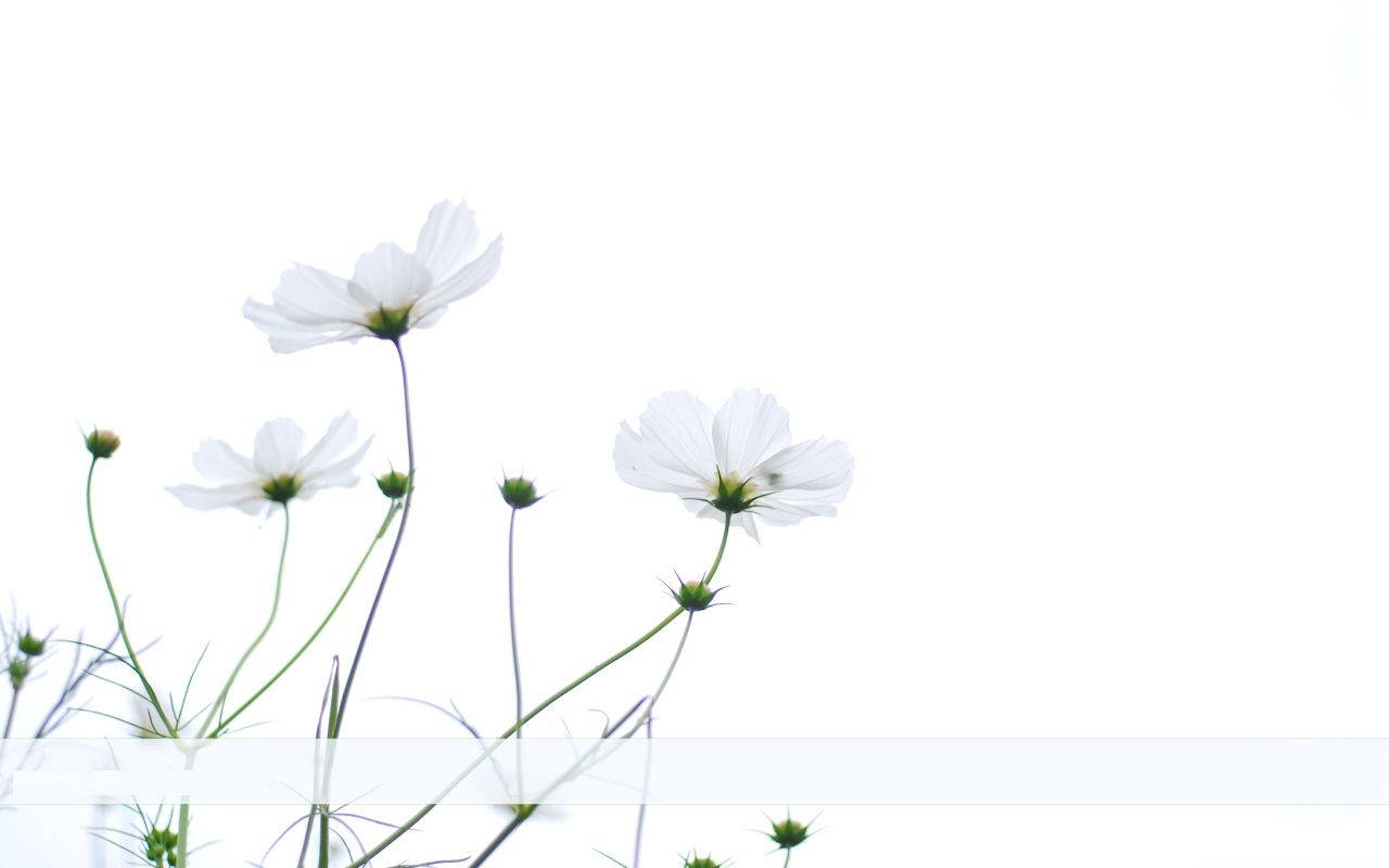 Soft And Subtle Minimalist Flower Computer