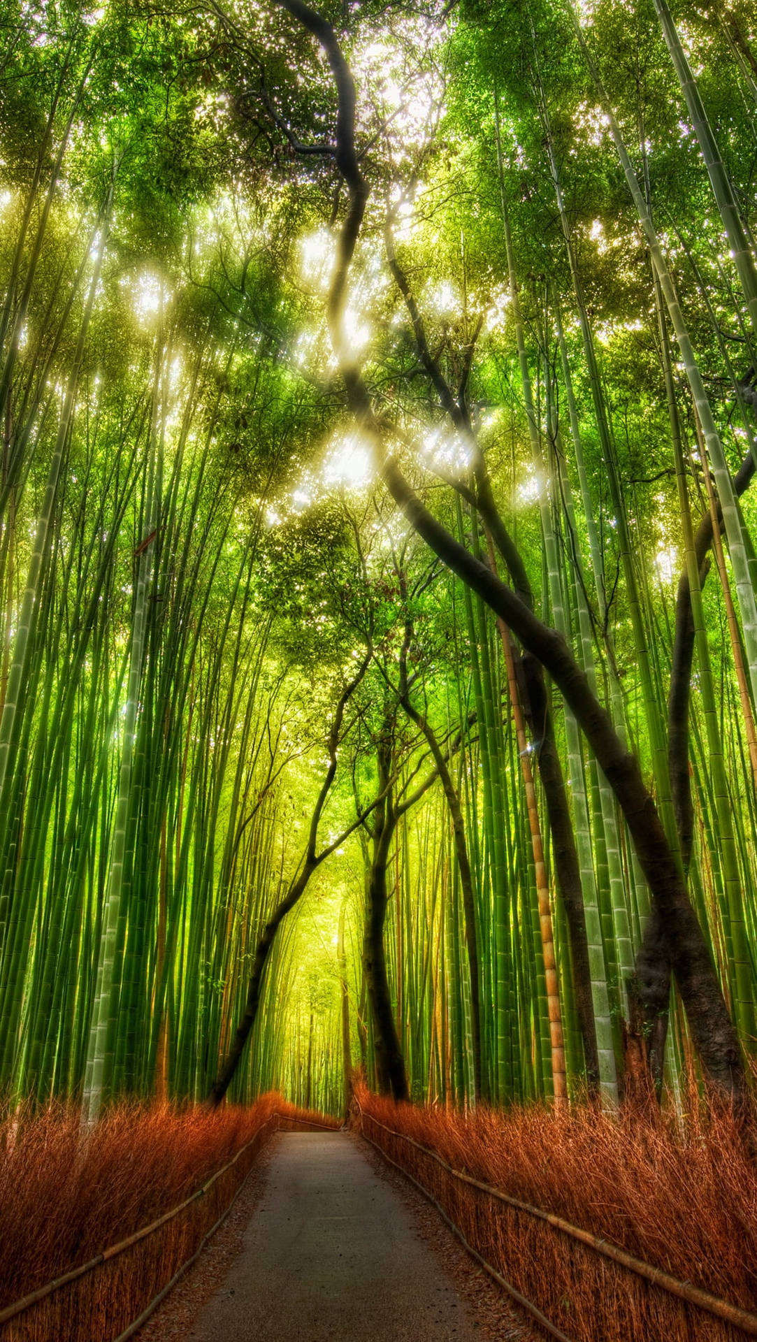 Soft Bamboo Forest Iphone