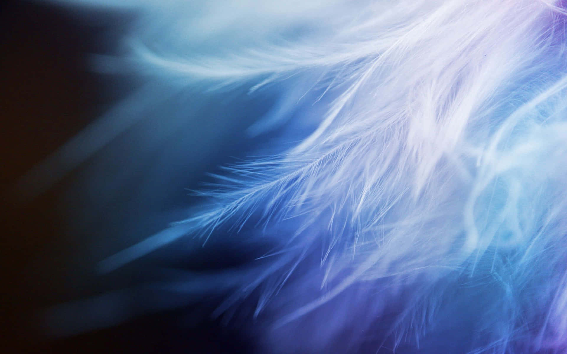 Soft Blue Feather Closeup Background